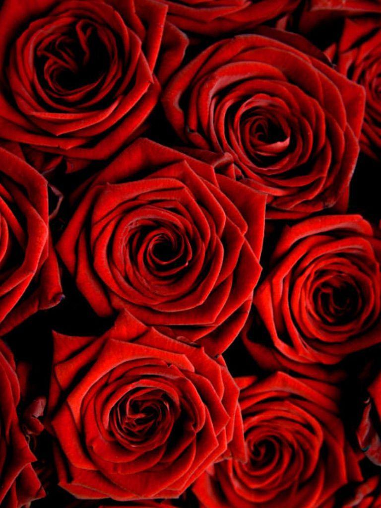 Red Roses iPhone Wallpapers Top Free Red Roses iPhone Backgrounds