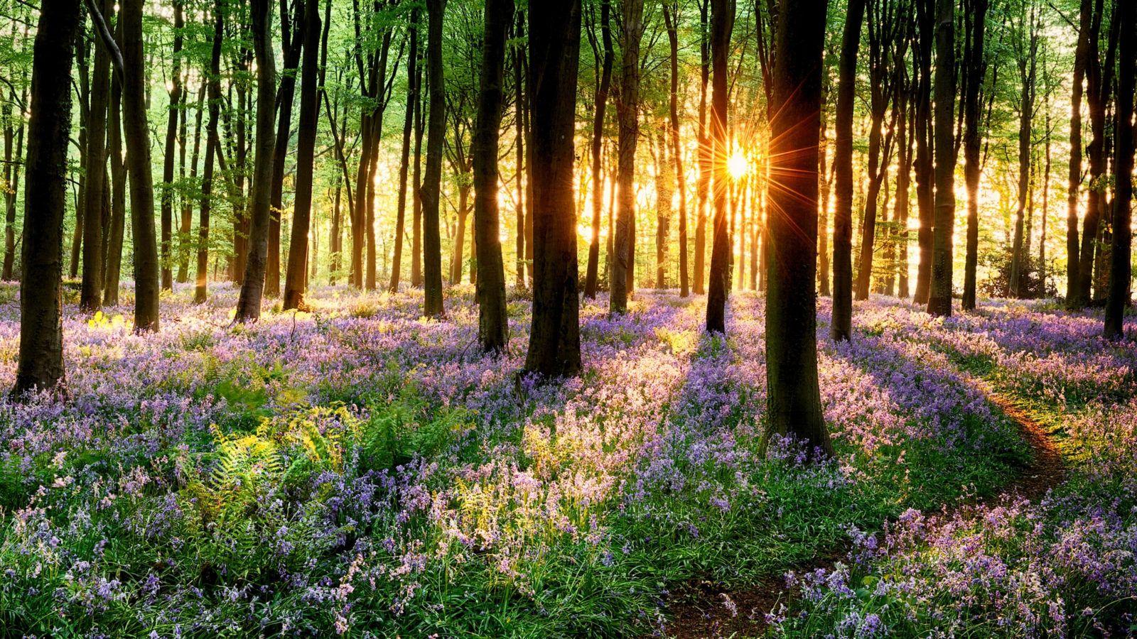1600x900 Nature Wallpaper Examples For Your Desktop Background