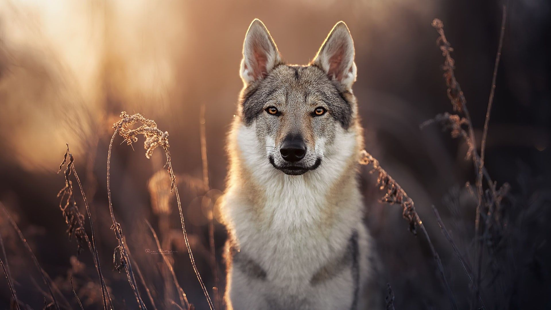 1920x1080 Back White Czechoslovakian Wolfdog Is Standing In Blur Background HD Dog Wallpaper