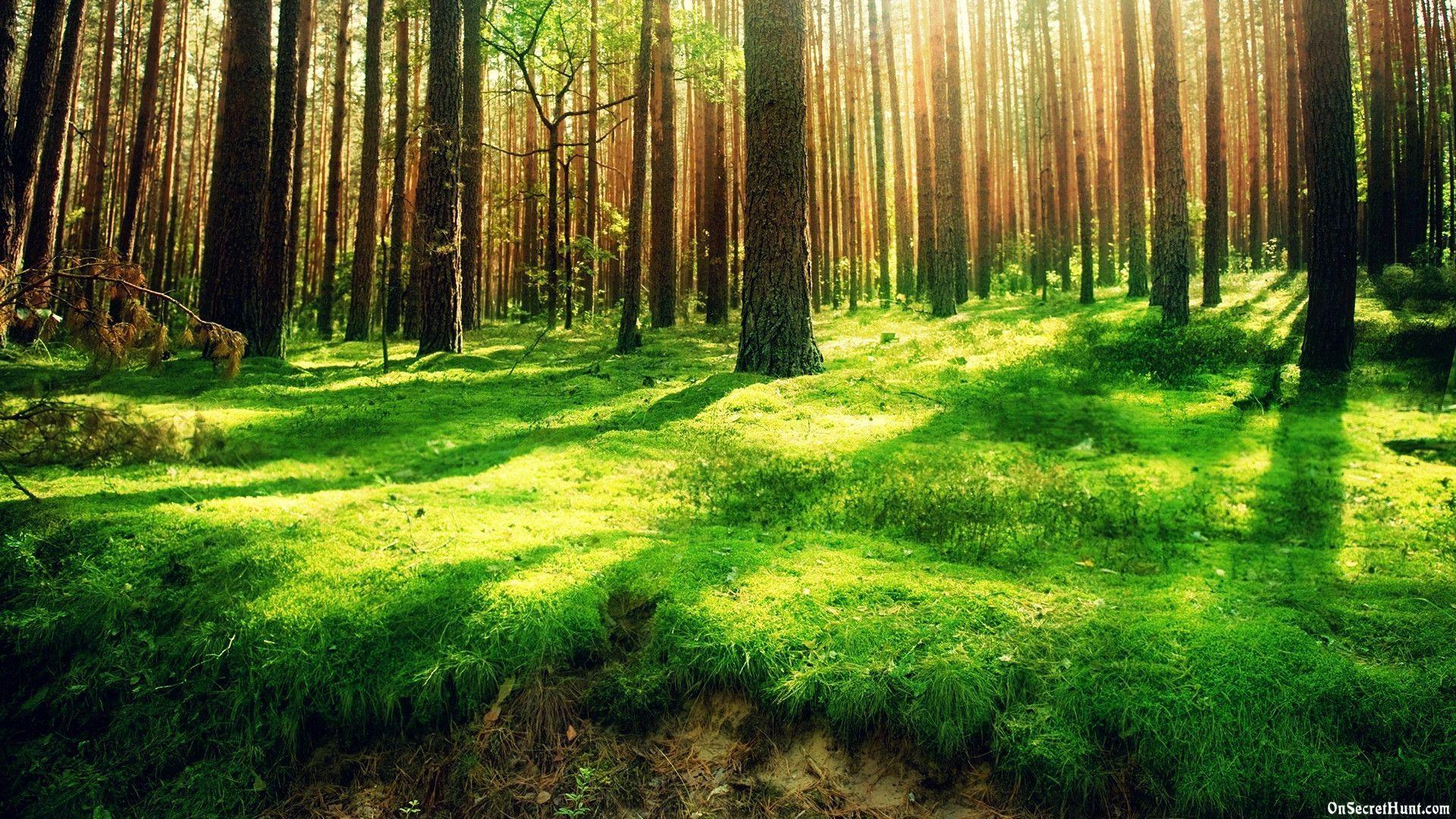 1920x1080 Nature Desktop Wallpaper Beautiful Pink Landscape Cool Wallpaper