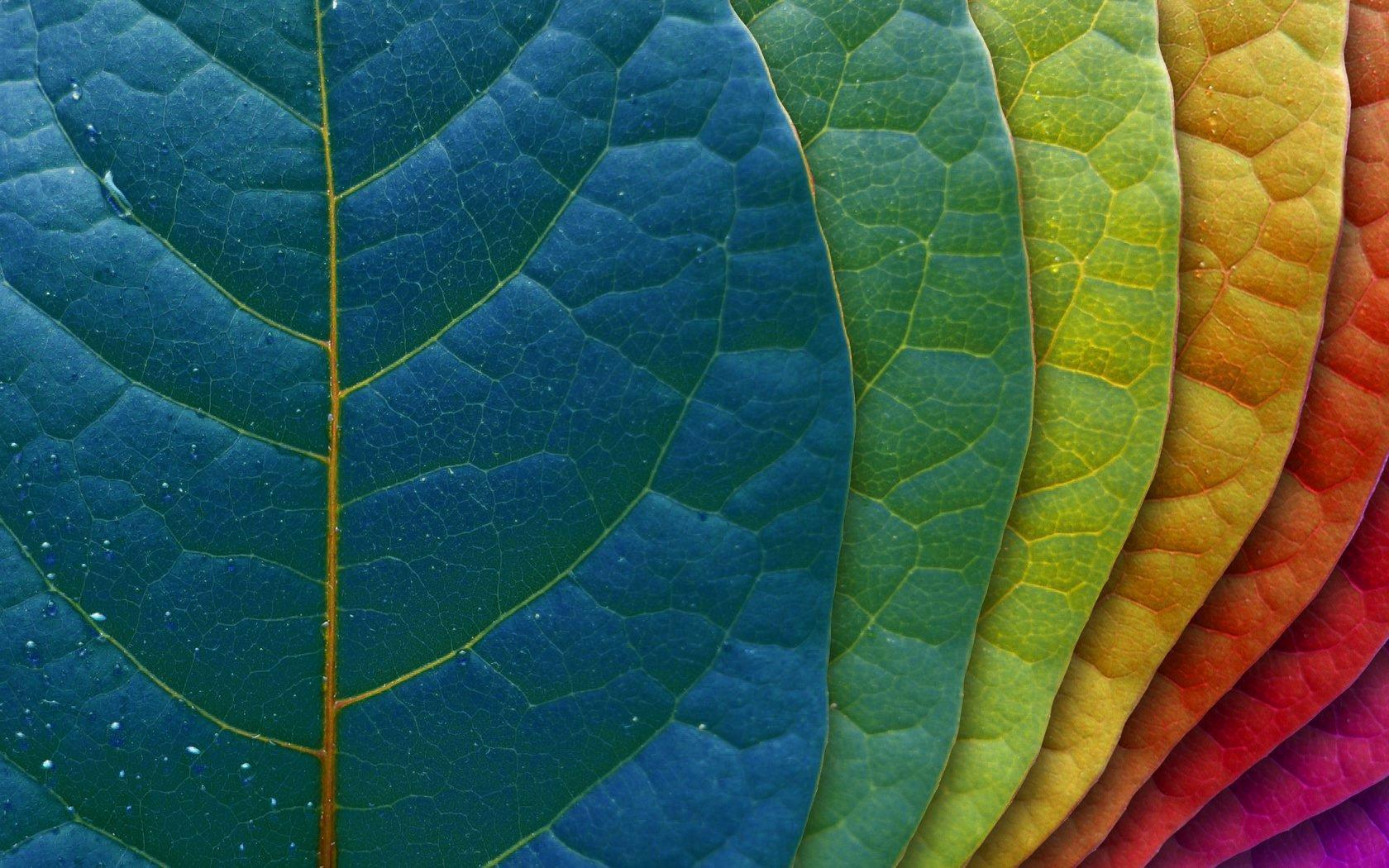 1680x1050 Color Nature Wallpaper
