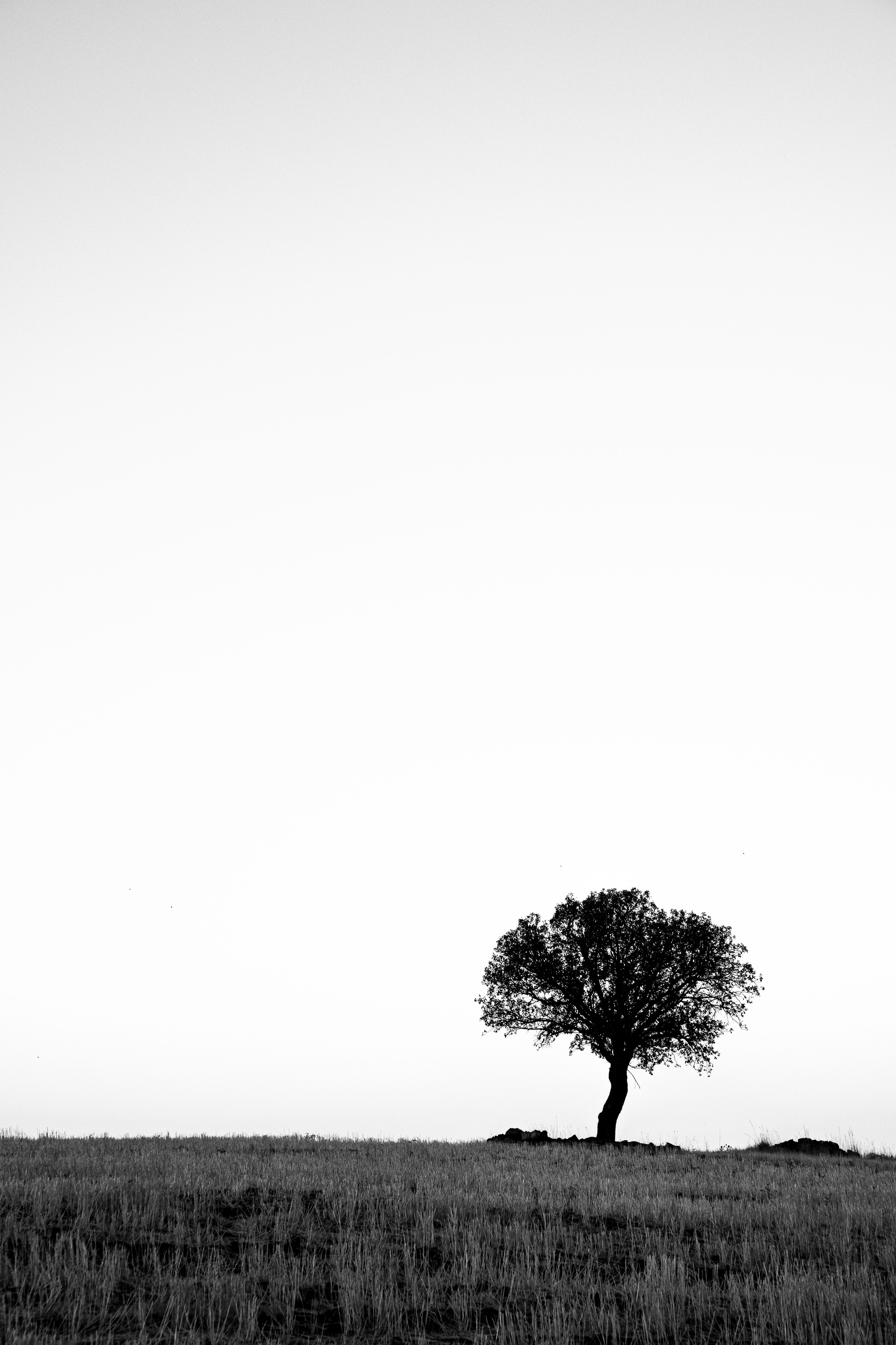 4000x6000 Solitary Tree in Minimalist Black and White · Free
