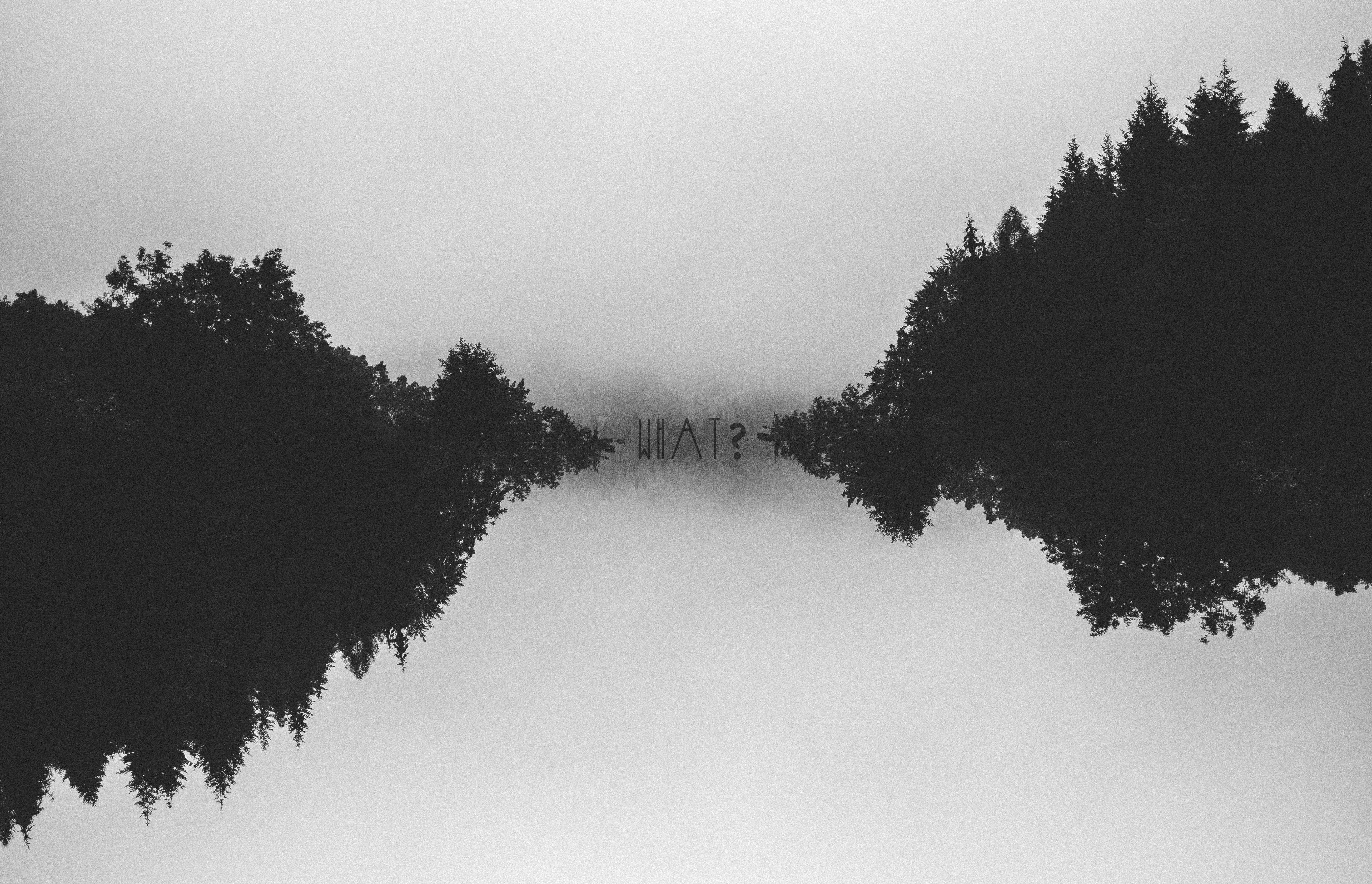 5212x3358 trees, Forest, Faded, Black, Monochrome, Grain, Minimalism Wallpaper HD / Desktop and Mobile Background