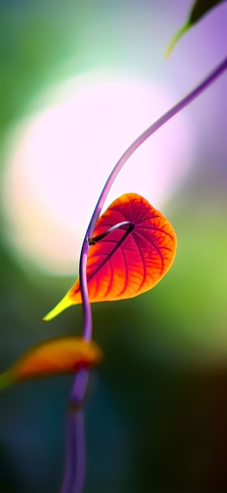 736x1593 Vivid colors iPhone wallpaper pack
