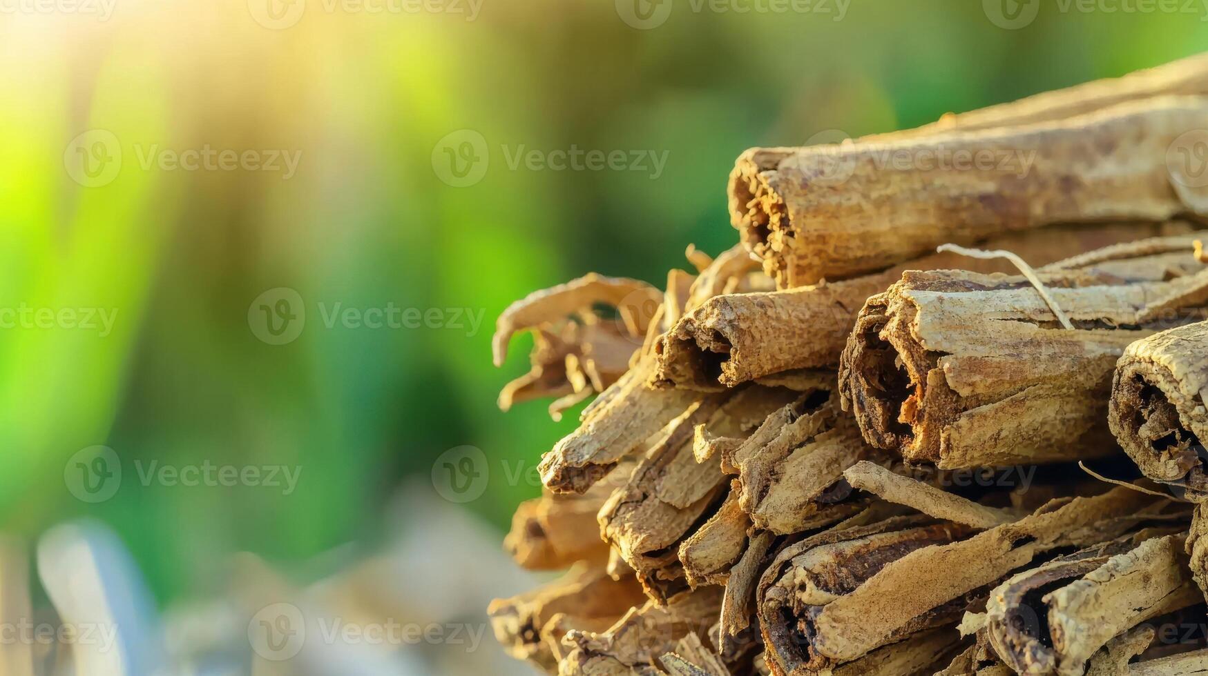 1749x980 Cinnamon Sticks In Sunlight With Blurred Green Background. Aromatic Spice For Culinary And Health Uses