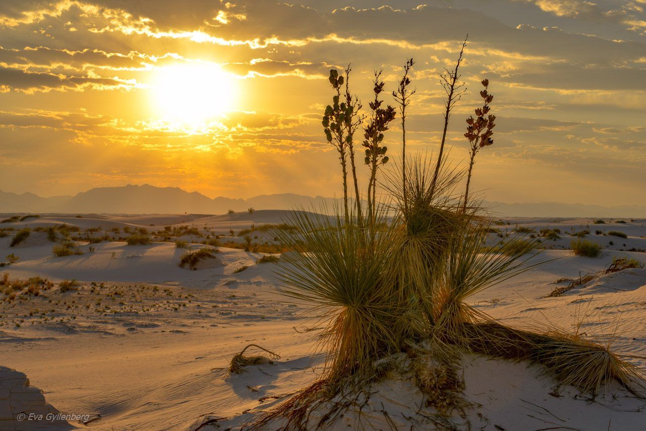 1280x853 White dreamscapes in White Sands National Park