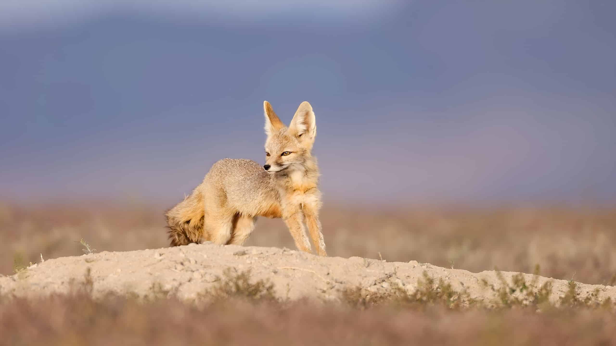2560x1440 Incredible Animals You Can See At White Sands National Park Z Animals