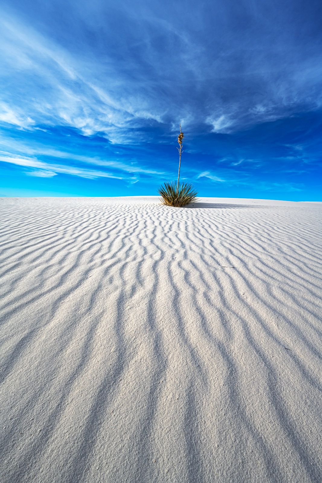 1067x1601 Lone Yucca Plant Sand Ripples White Sands Natl Park Photo. Fine Art Prints By Joseph C. Filer