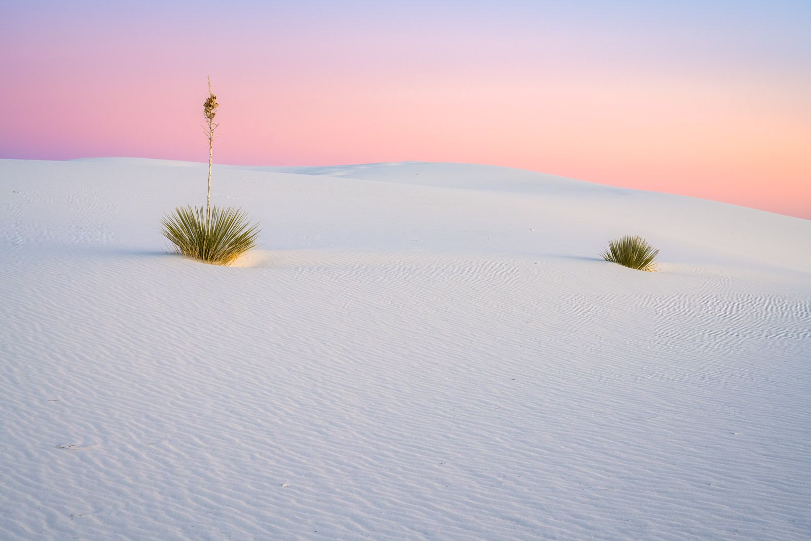1600x1067 Two Yucca Plants On Dune White Sands Natl Park Photo. Fine Art Prints By Joseph C. Filer