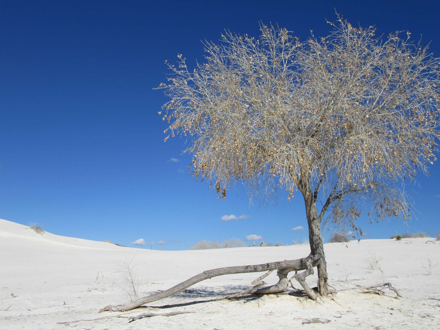 1400x1050 White Sands Make For Stark Contrasts In Nature & Time. by Carol Labuzzetta, MS