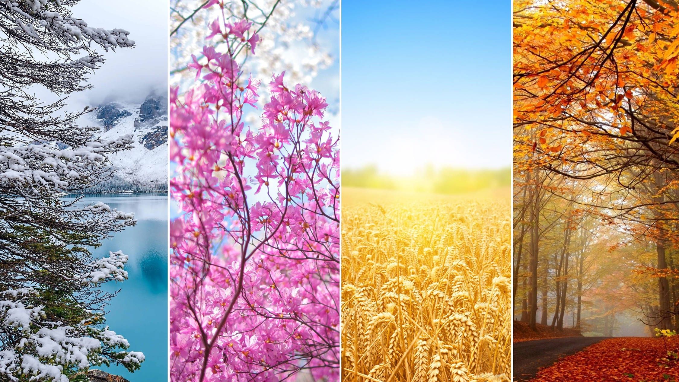 2250x1266 Download Colorful Seasons Wallpaper