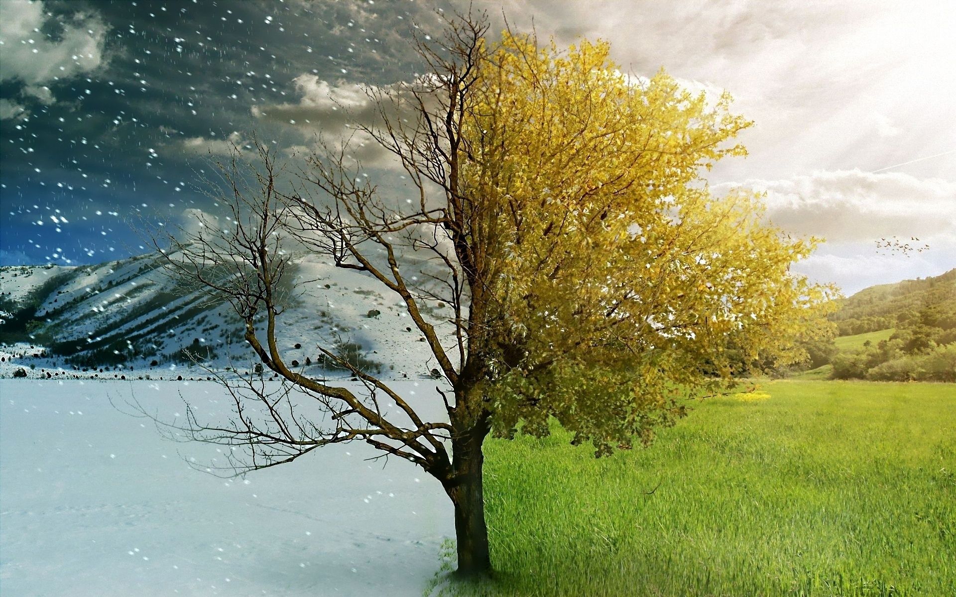 1920x1200 Seasonal Symphony: Nature's HD Canvas of Changex1200