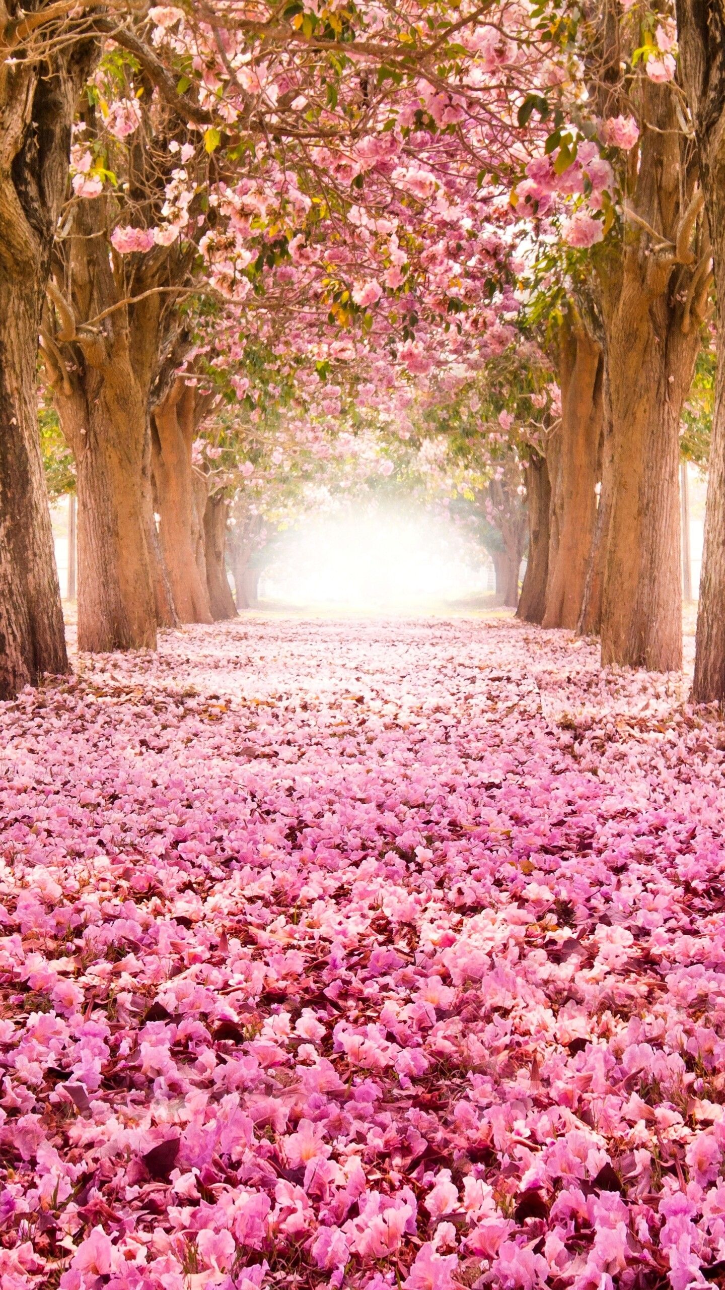 1440x2560 Spring Wallpaper