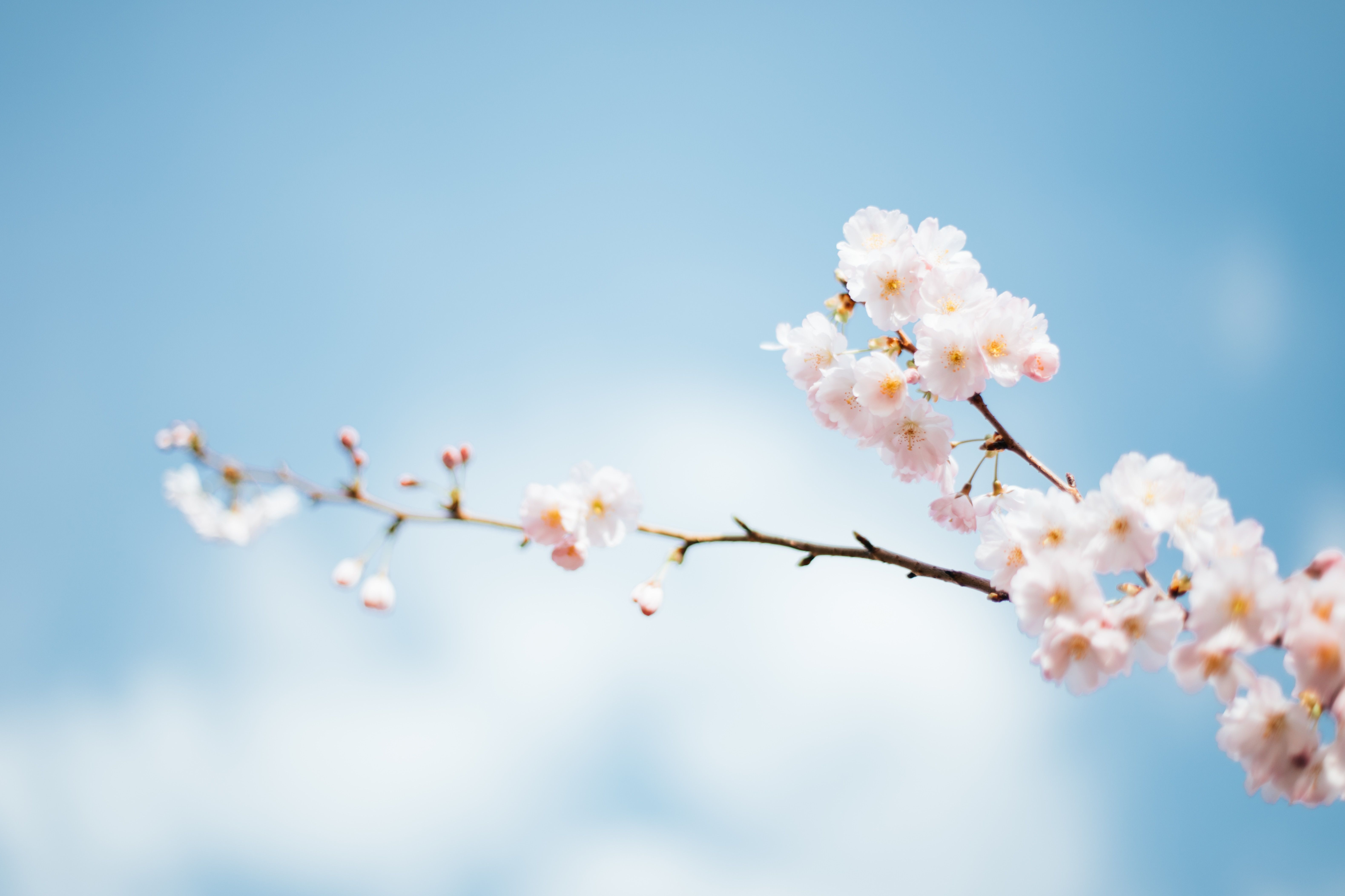 6317x4211 Wallpaper Spring Season, Season, Spring, Time, Summer, Background Free Image
