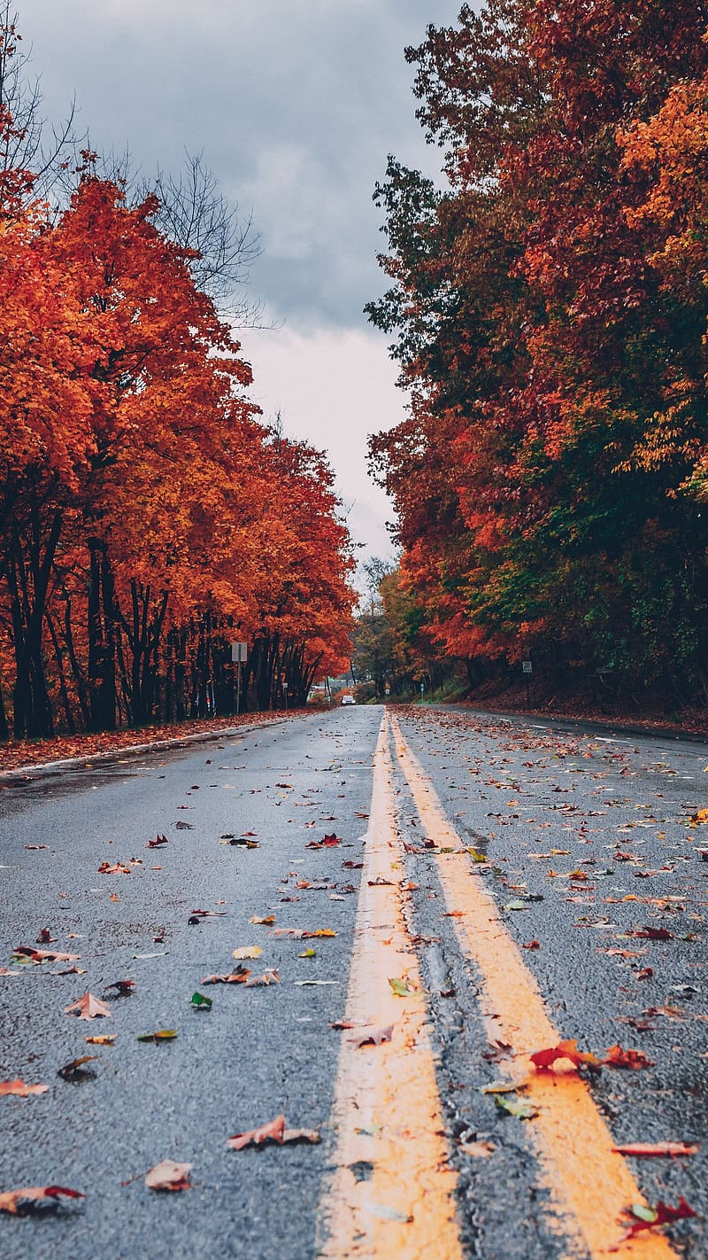 800x1422 iPhone Lock Screen, Autumn Season, nature, leaves, HD phone wallpaper