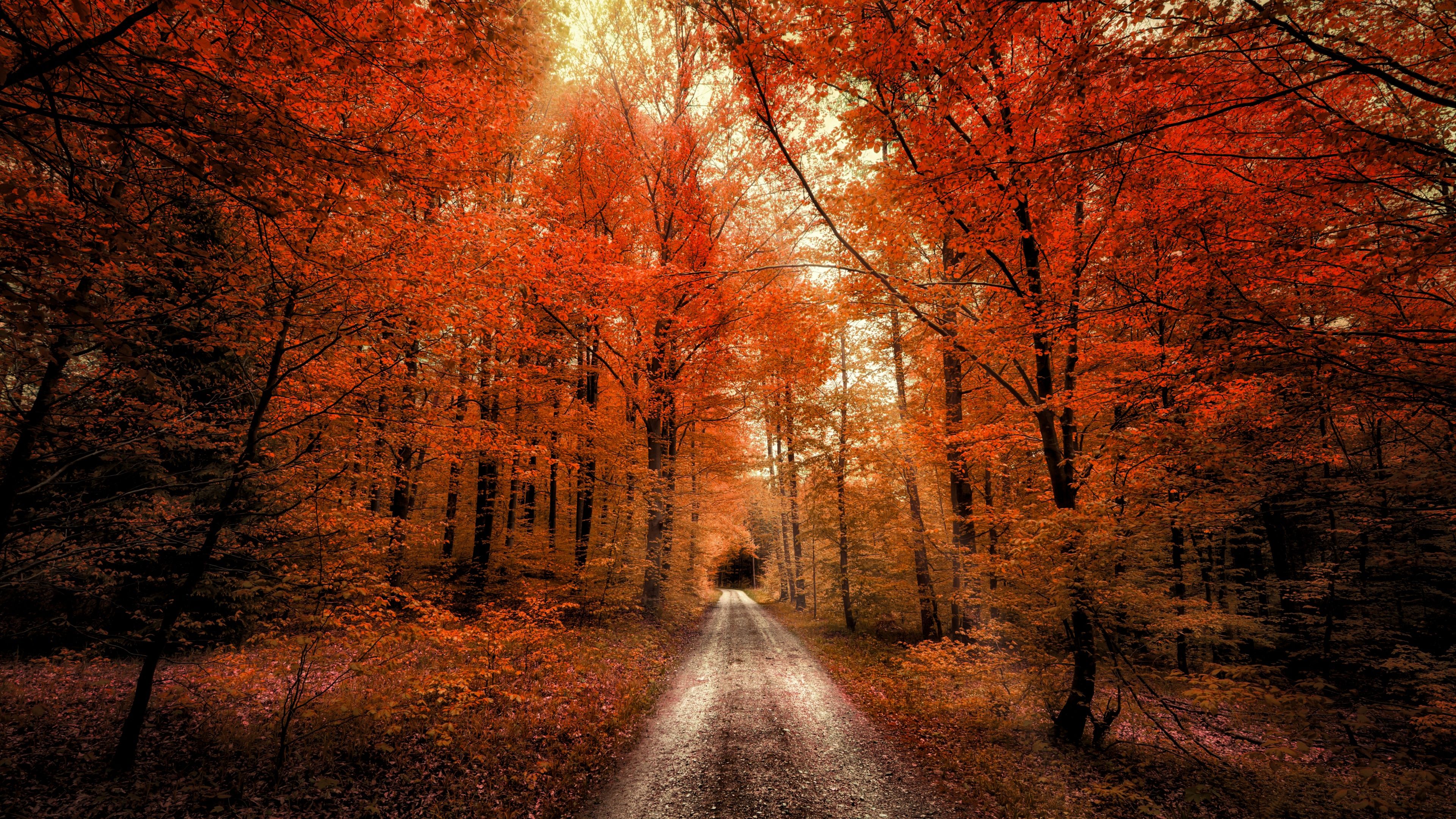 3840x2160 Autumn Forest Wallpaper 4K, Passage, Dirt road, Seasons