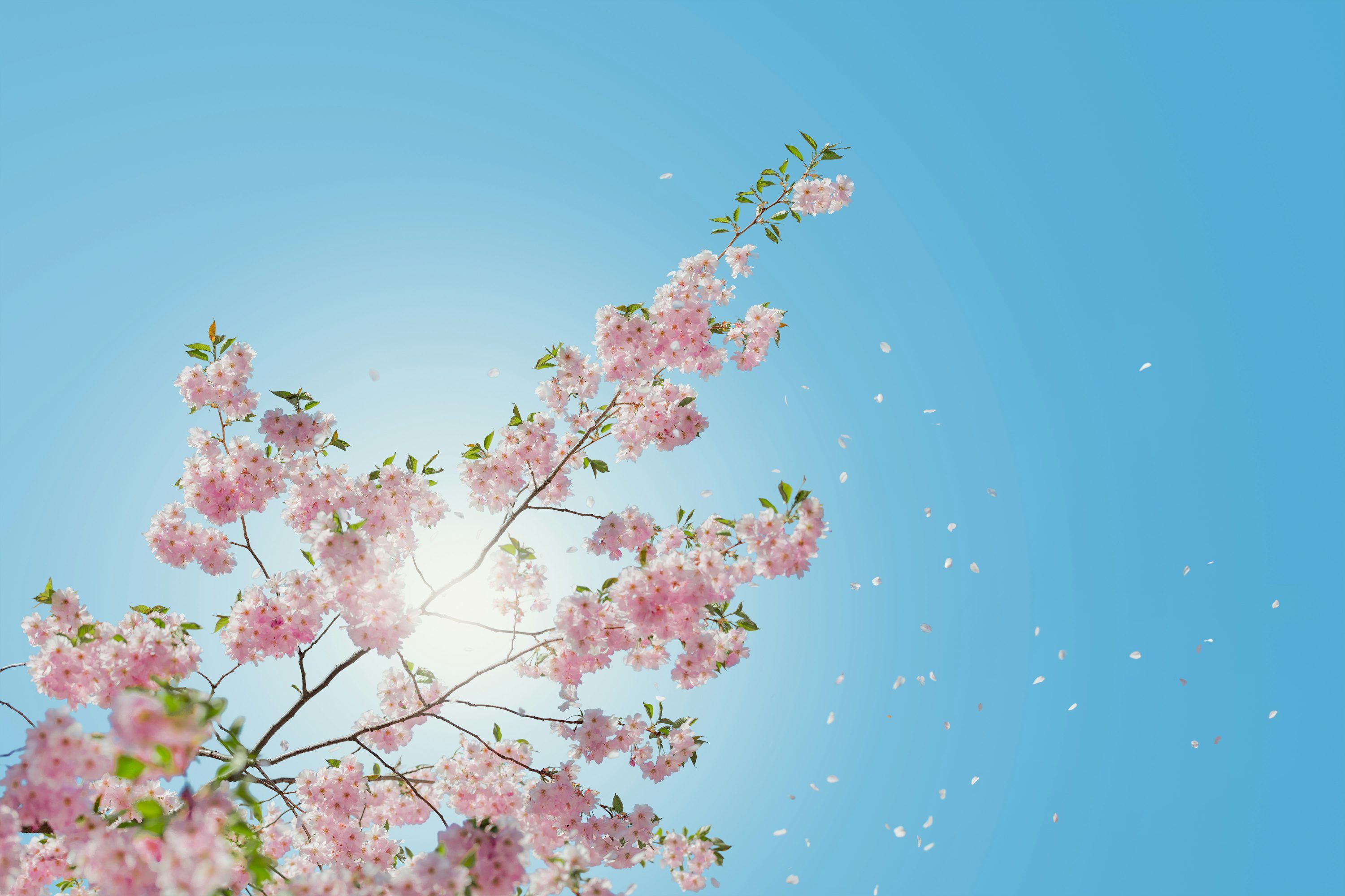 3000x2000 Spring Season Picture. Download Free Image