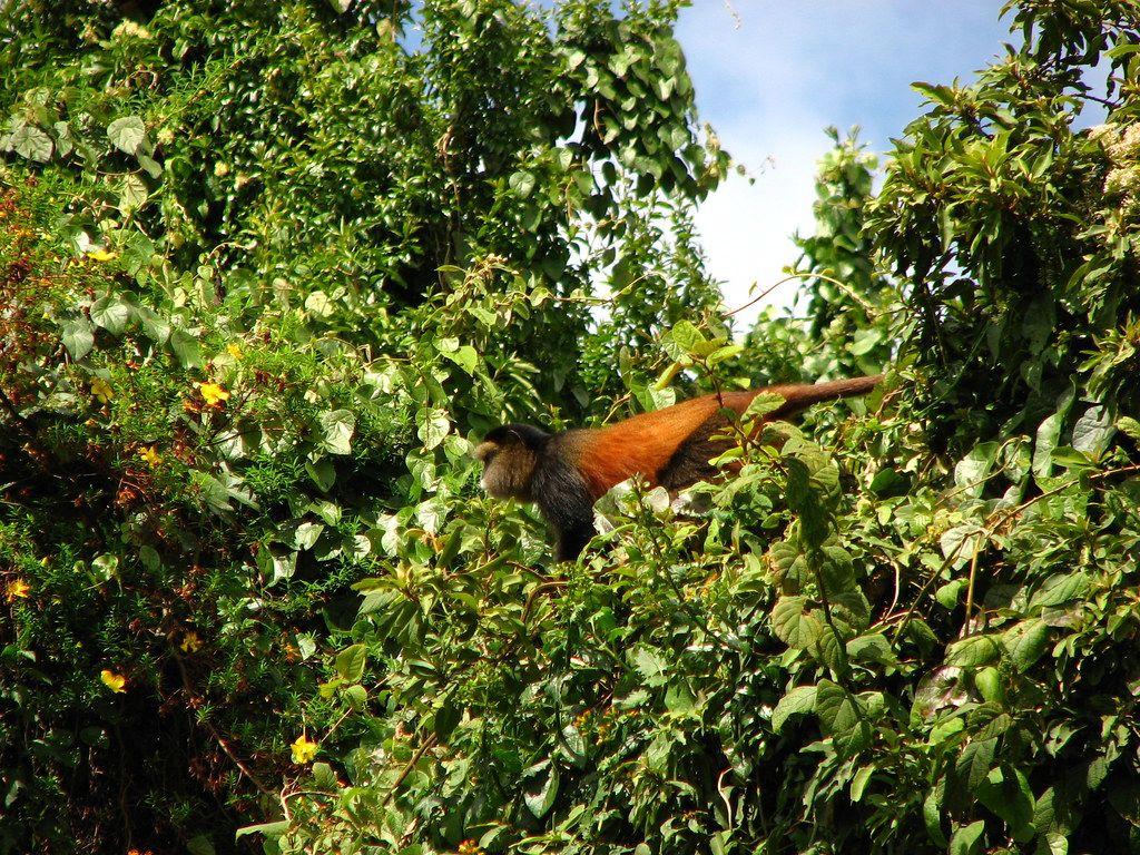 1024x768 Golden monkey. Mgahinga Gorilla National Park, near Kisoro
