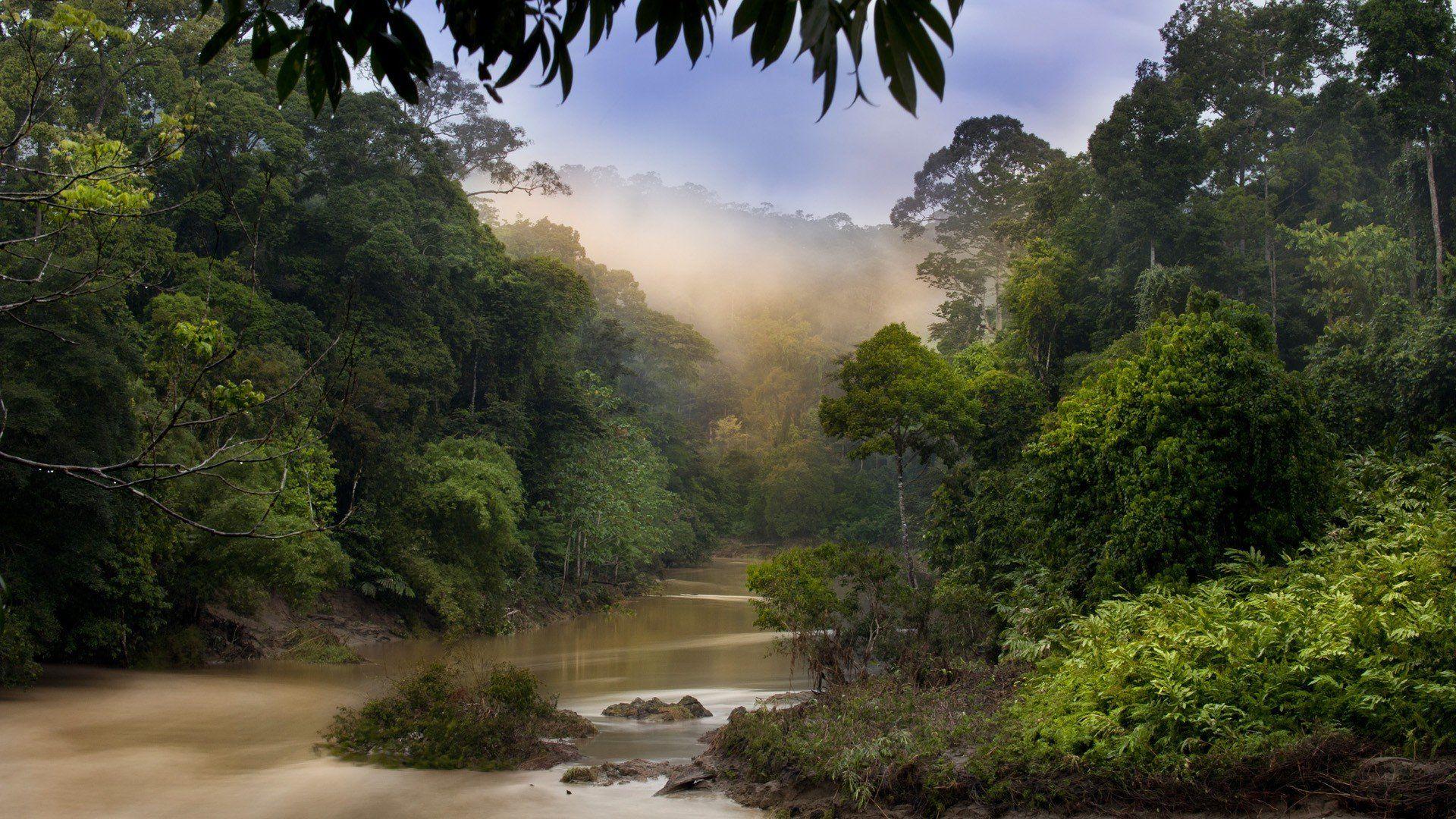 1920x1080 nature, Dawn, Jungle, Forests, Malaysia, Rivers Wallpaper HD / Desktop and Mobile Background