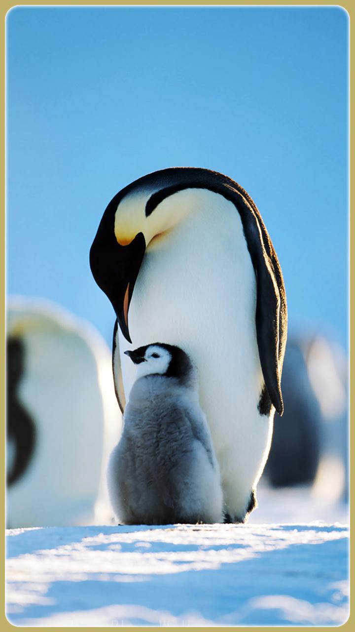 720x1280 Beautiful Penguin Wallpaper HD. Design Rumah Minimalis