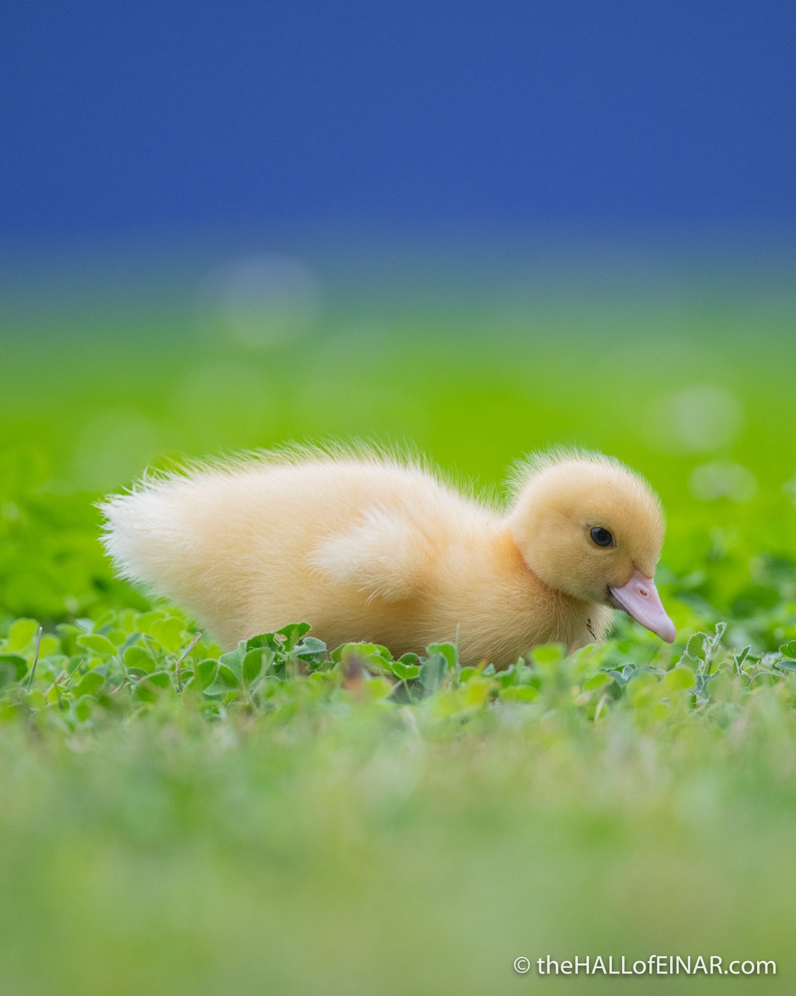 1638x2048 There once was an ugly duck. A very ugly duck
