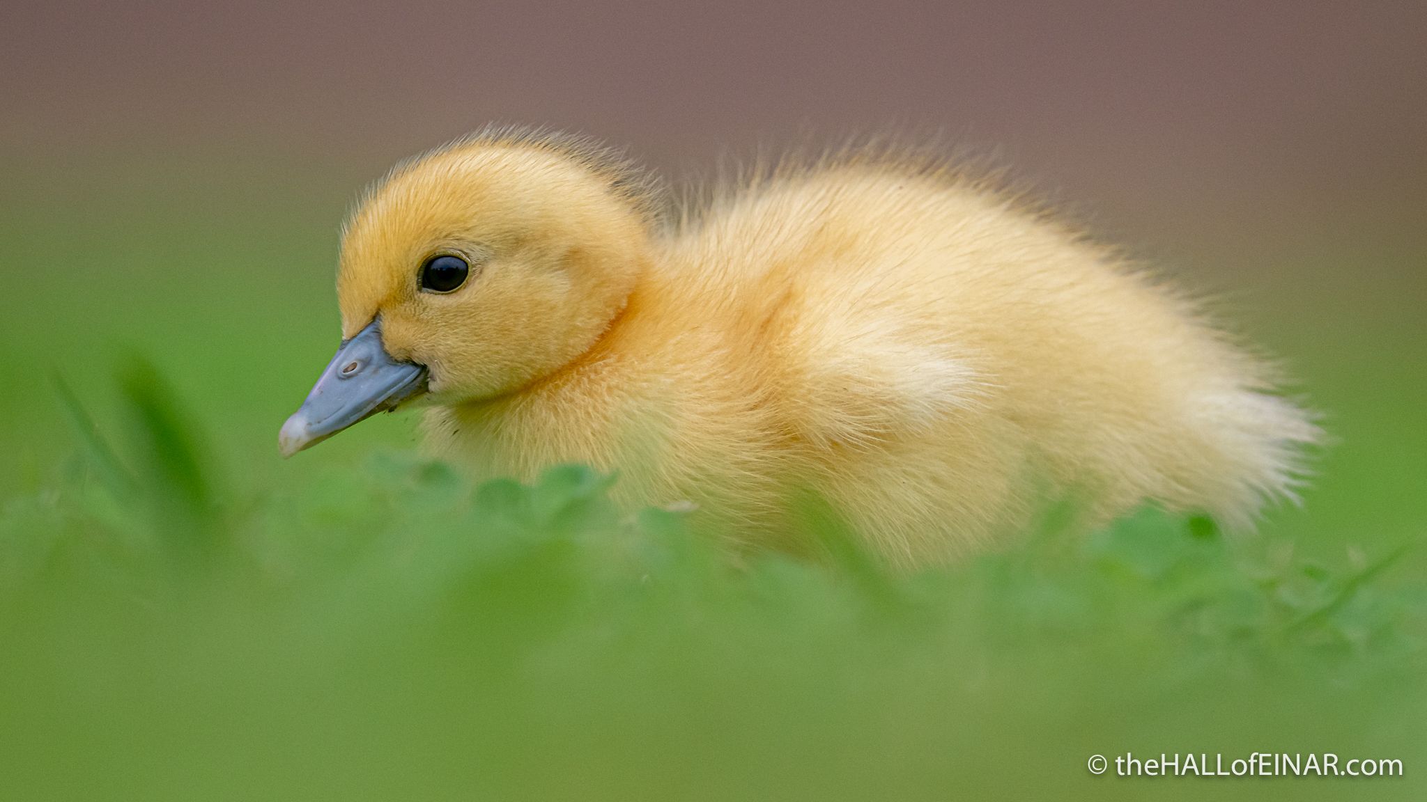 2048x1152 There once was an ugly duck. A very ugly duck