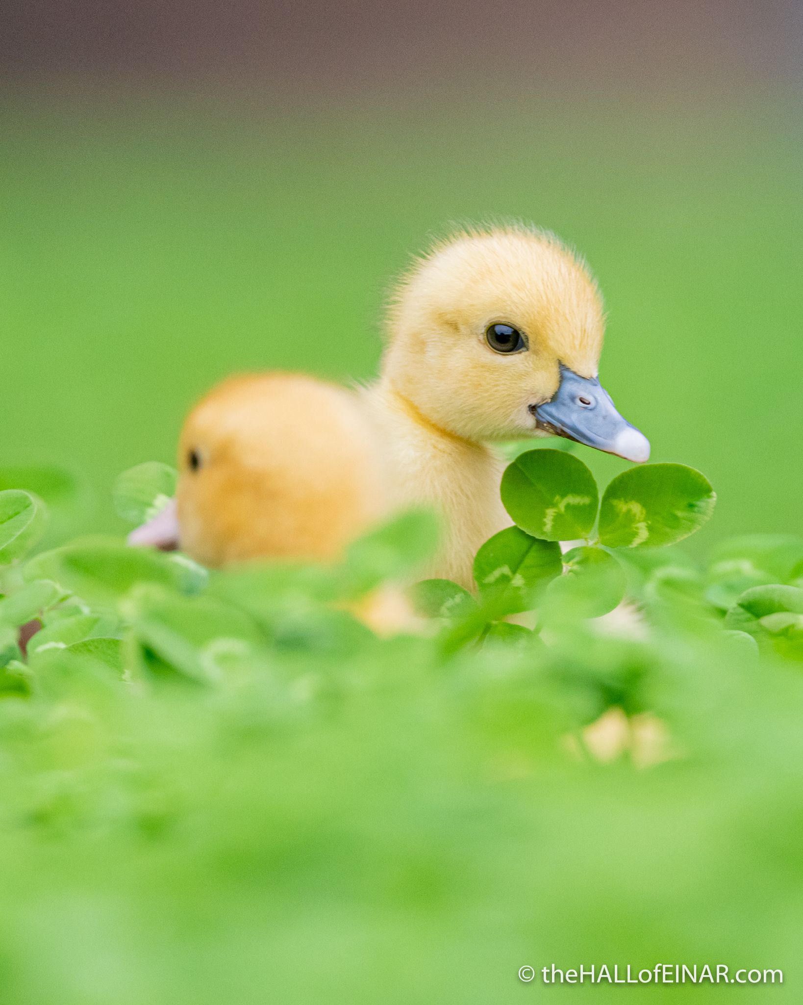1638x2048 There once was an ugly duck. A very ugly duck