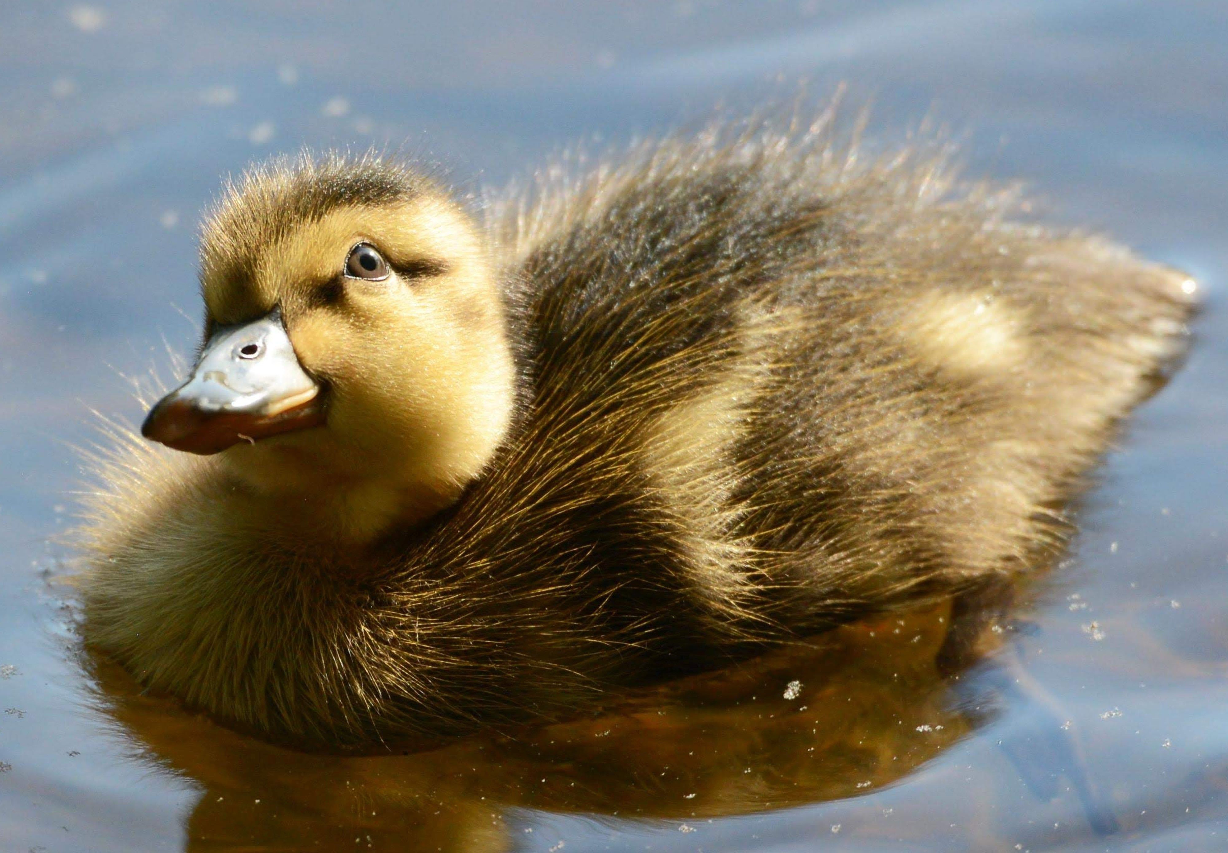 4000x2777 UGLY DUCKLING COMPLEX: the painful path of transformation a new TJL episode
