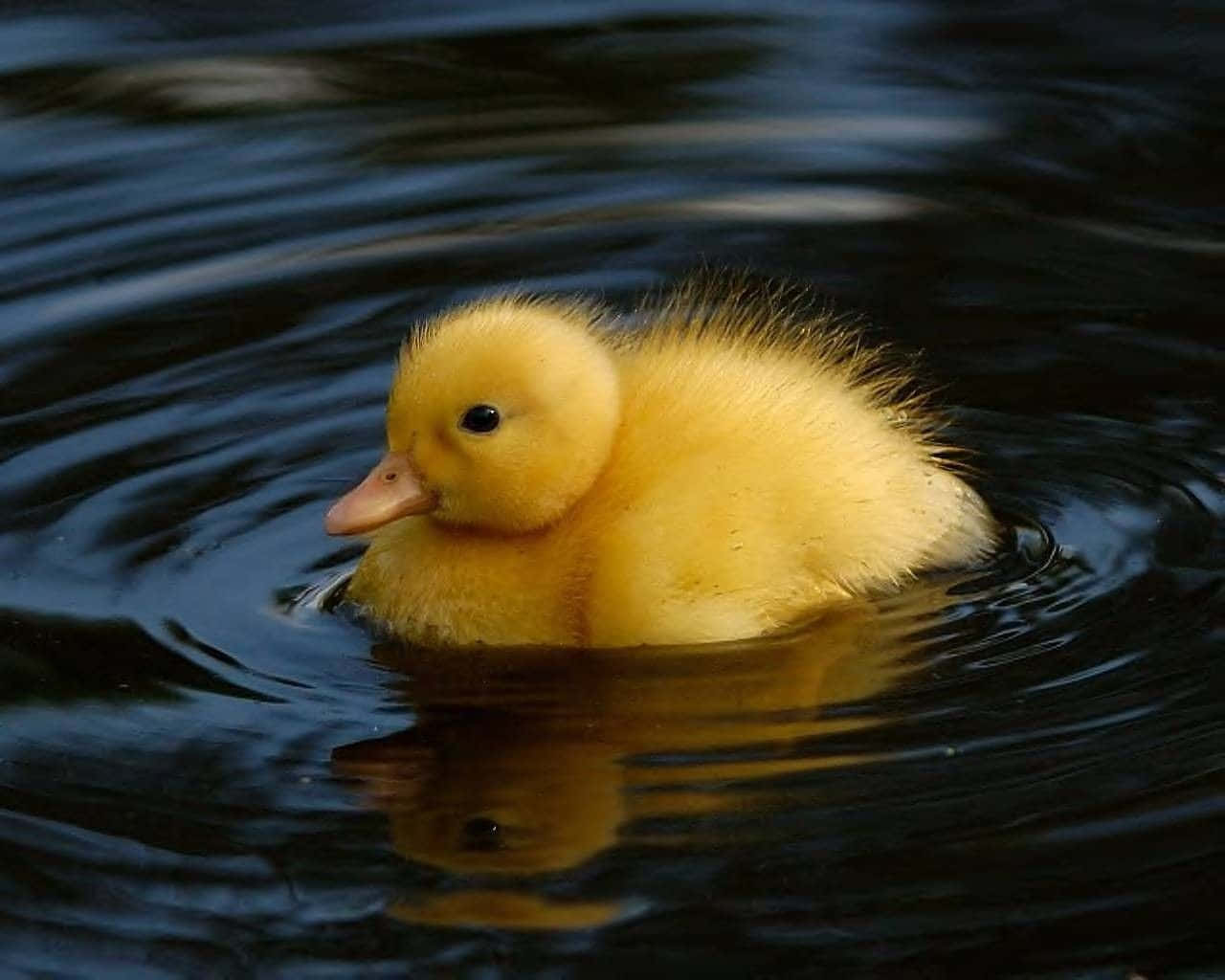 1280x1024 Download Adorable duckling exploring nature Picture