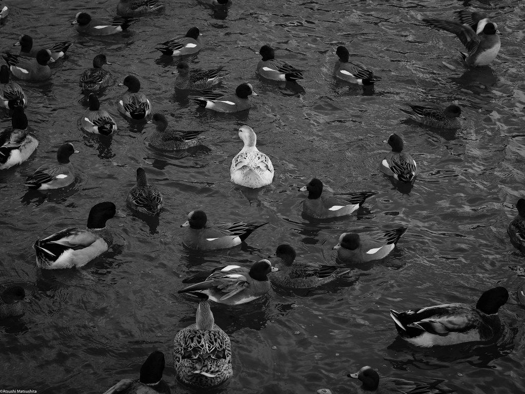 1024x768 Ugly Duckling. OLYMPUS DIGITAL CAMERA