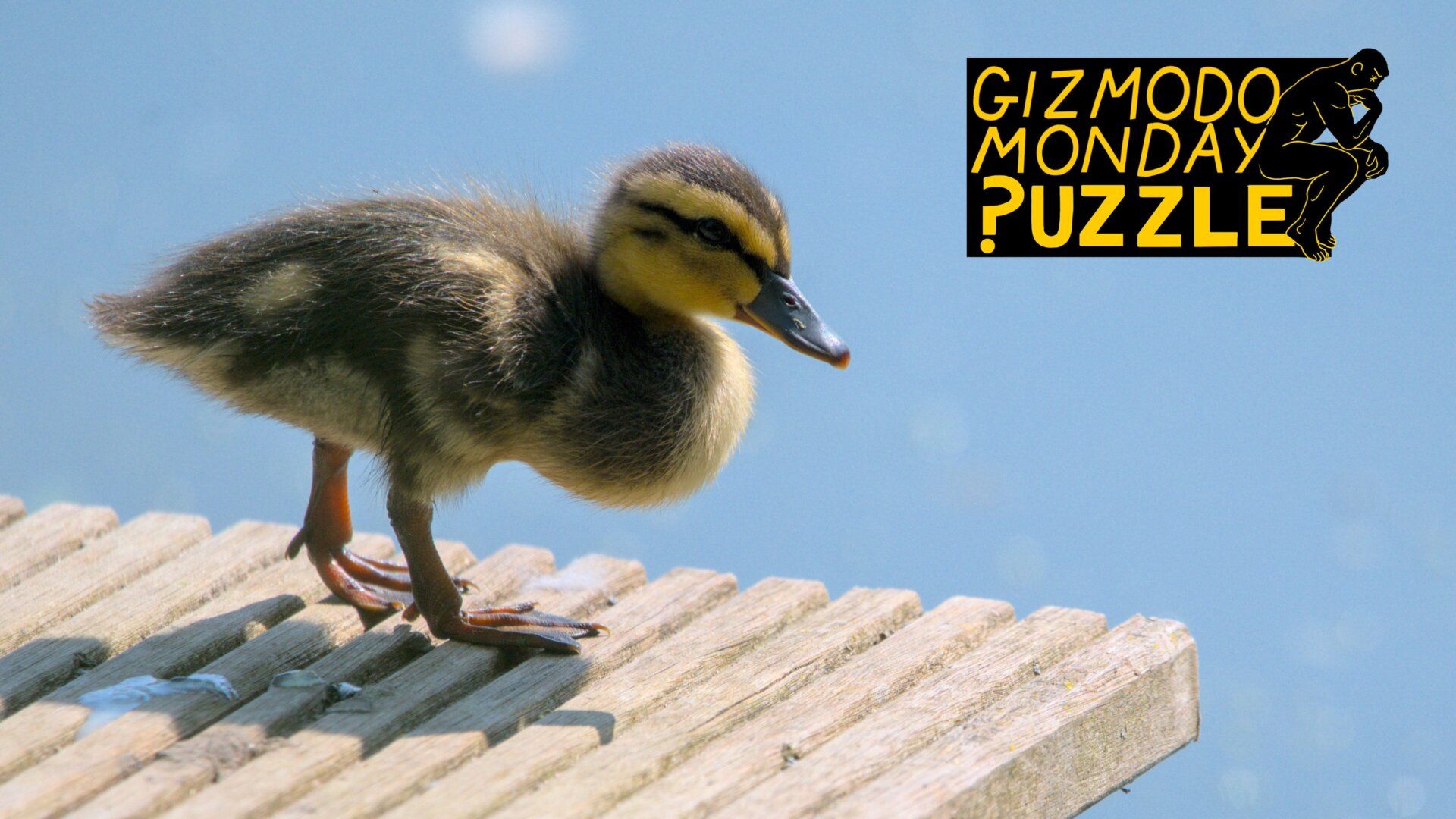 1920x1080 Gizmodo Monday Puzzle: Can You Save the Ugly Duckling from Certain Death?