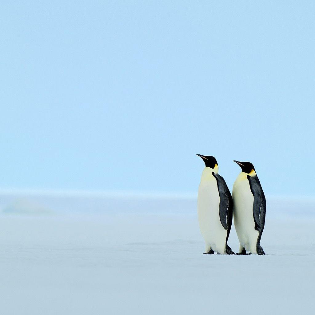 1024x1024 Penguin iPhone Wallpaper .