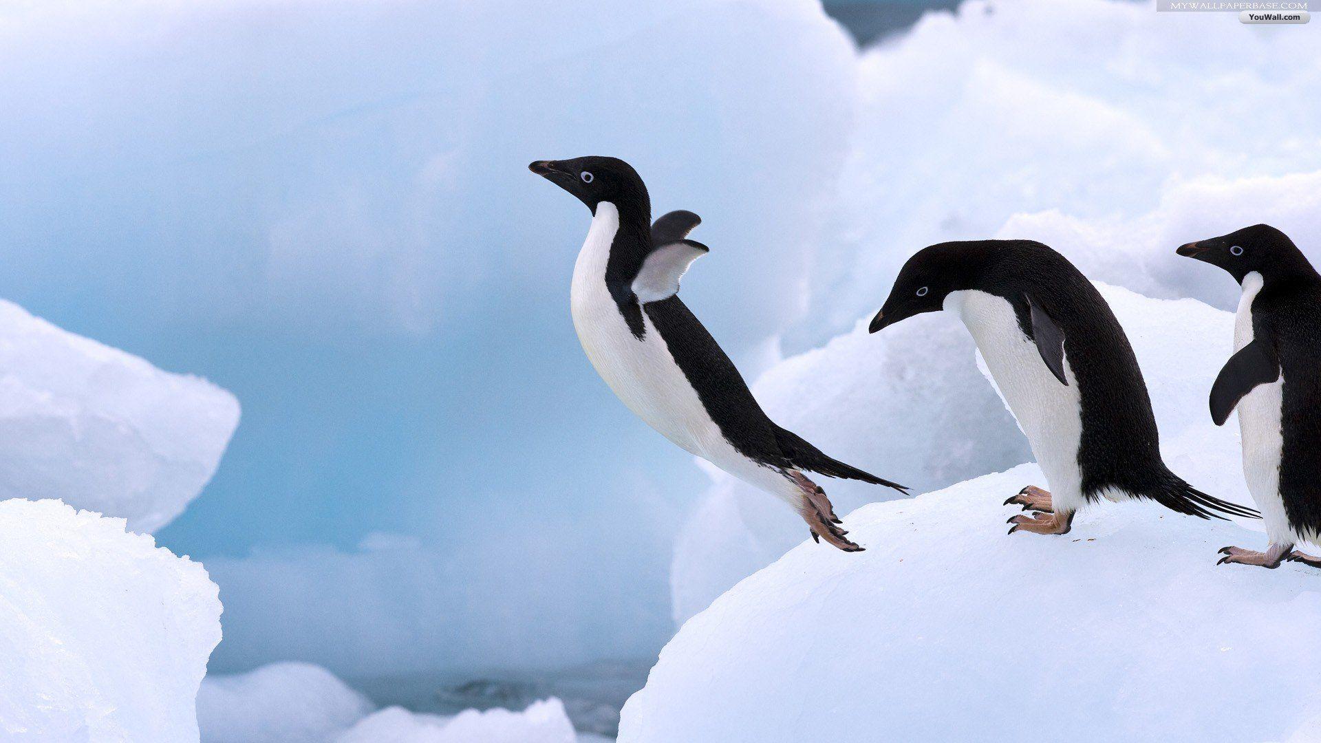 1920x1080 Penguin wallpaperx1080