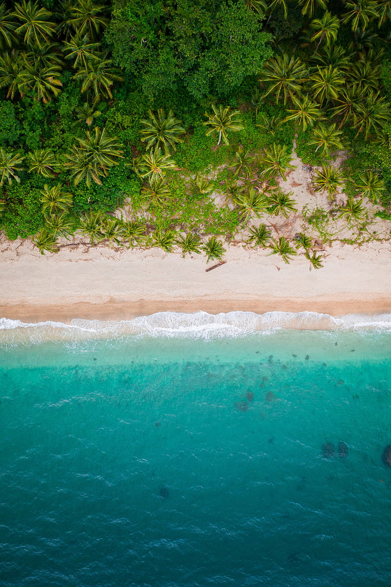 800x1201 Beach, top view, shore, palm trees, sand, HD phone wallpaper