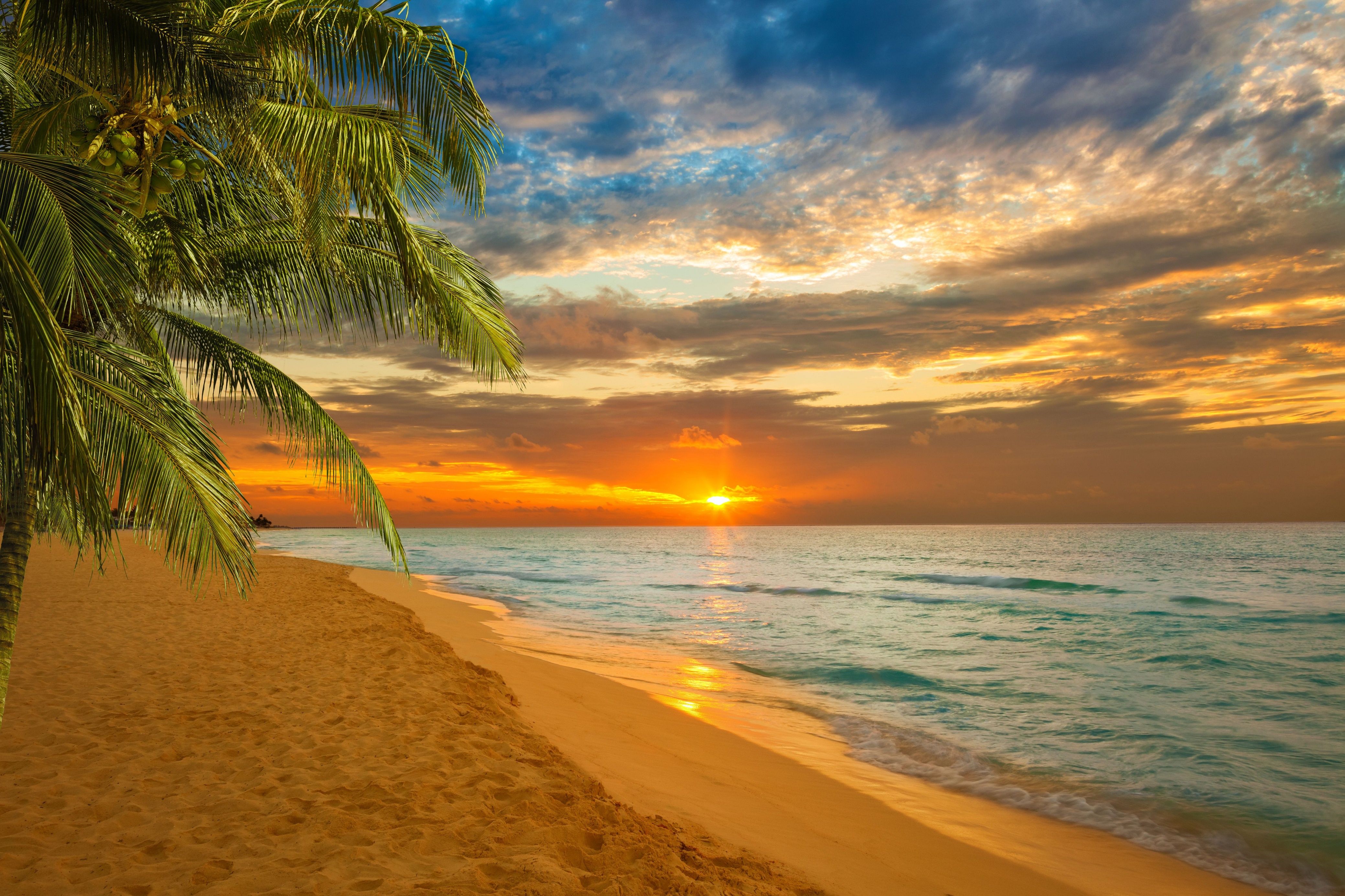 4156x2770 Wallpaper Palm Tree on Beach Shore During Sunset, Background Free Image