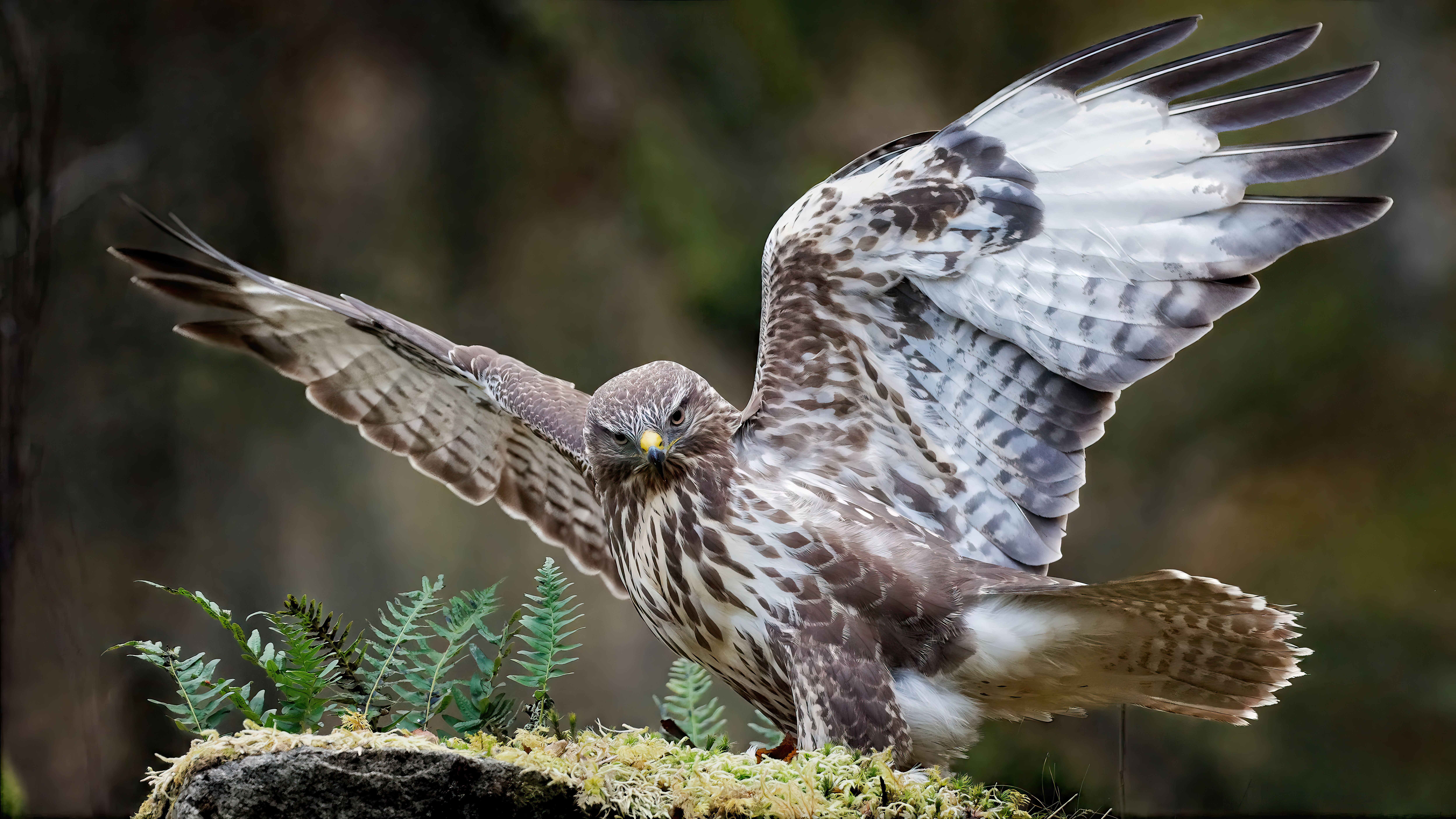 9994x5622 A Buzzard with Spread Wings · Free