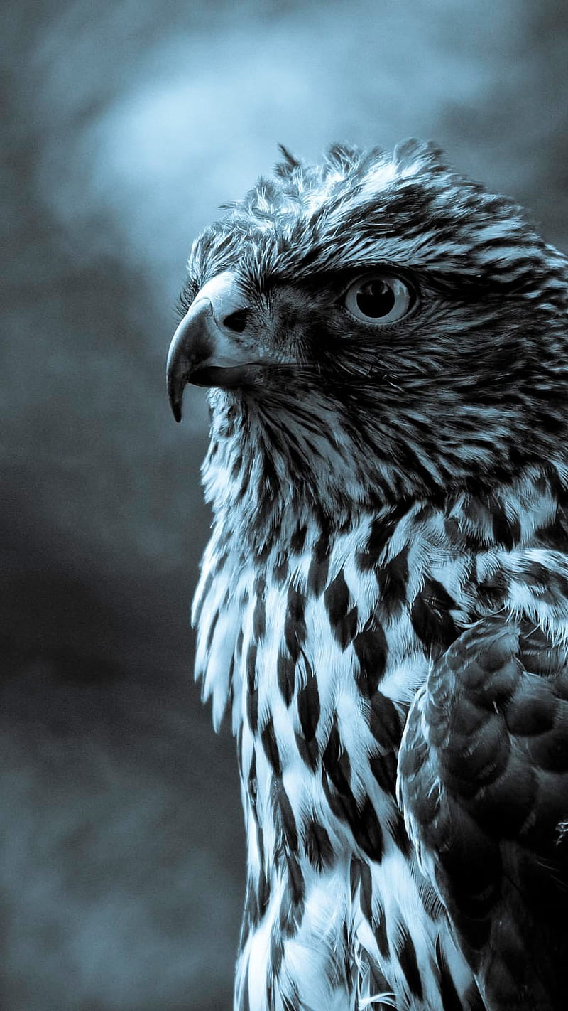 800x1422 HD Buzzard Eagle Wallpaper