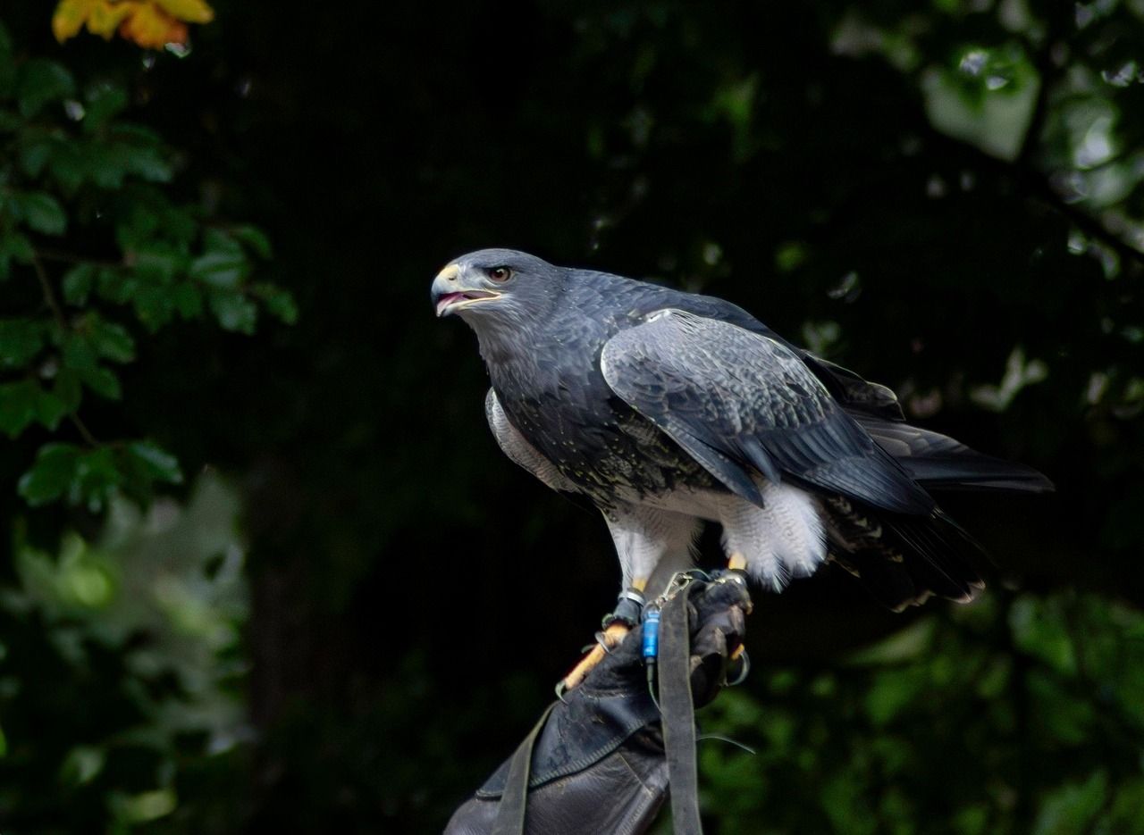 1280x935 Free Buzzard & Nature Image