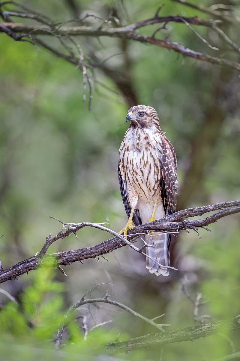 800x1199 Buzzard, bird, branch, blur, HD phone wallpaper