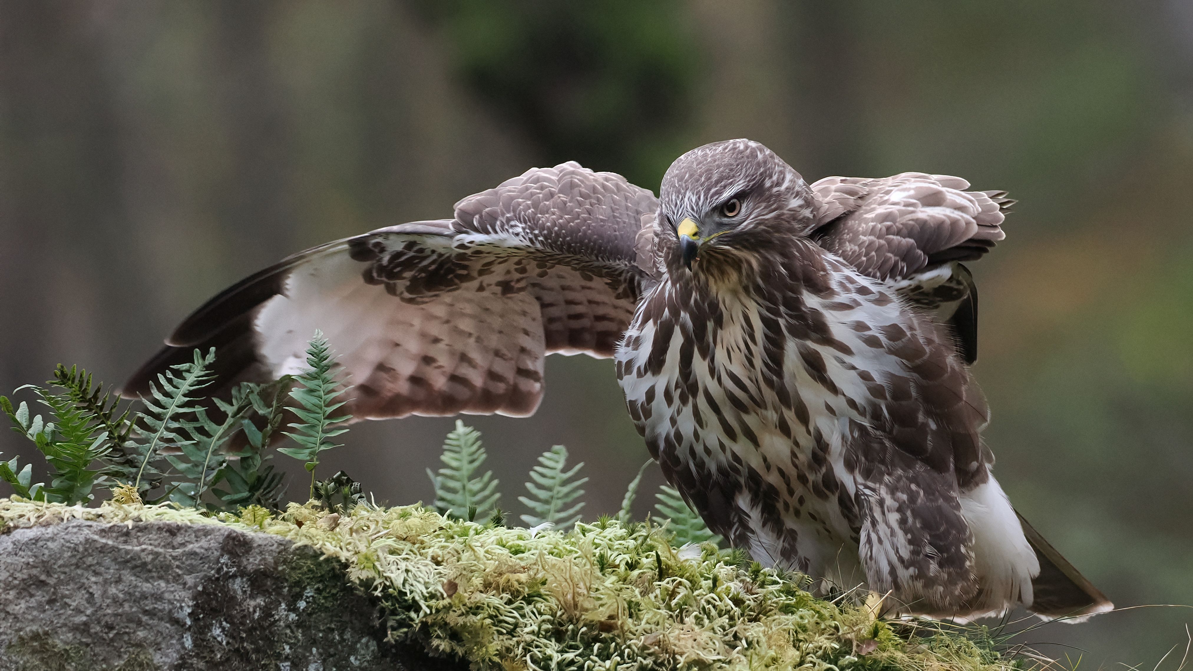 4050x2278 Close Up Of A Buzzard Sitting On A Rock · Free