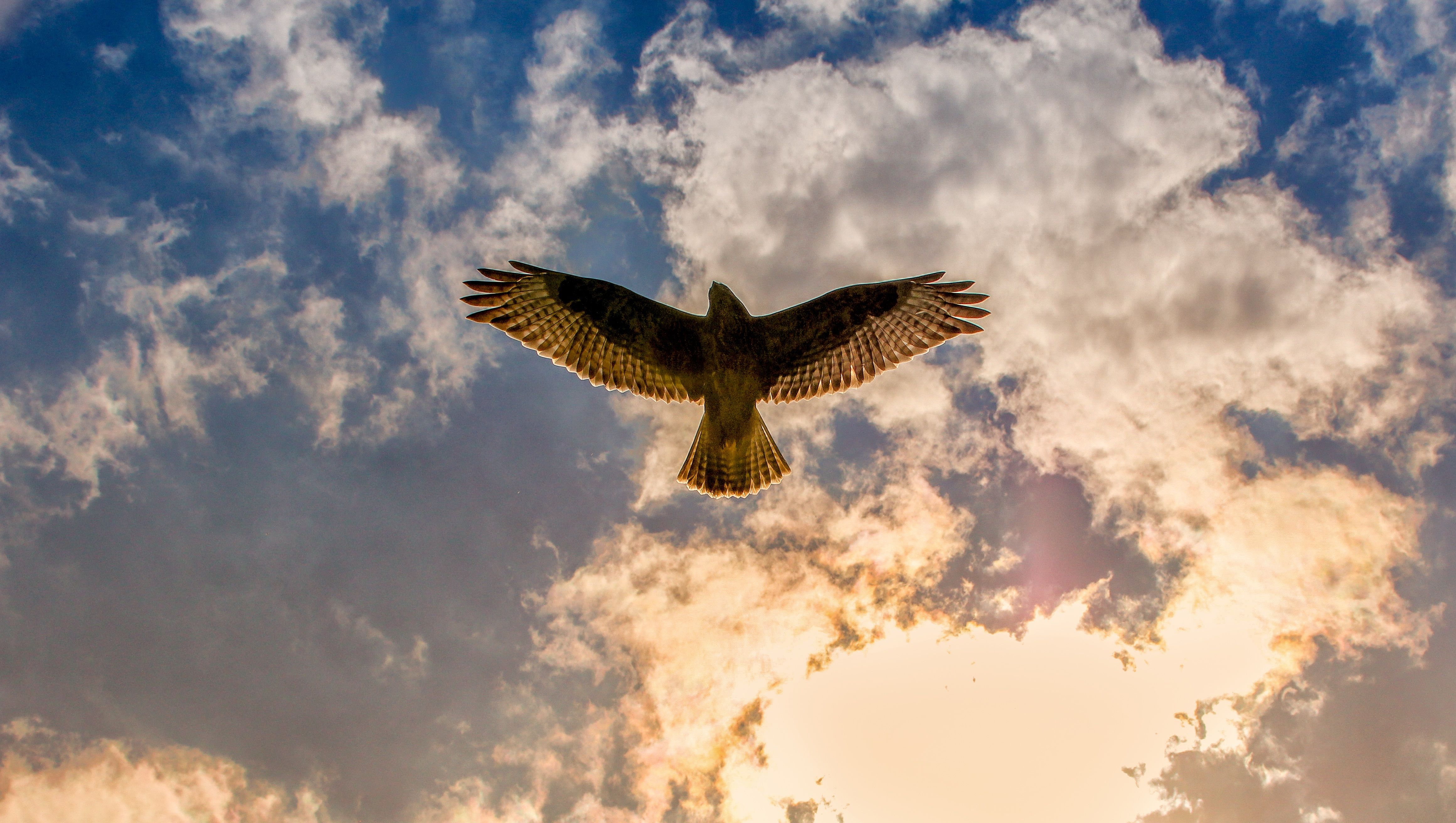 4642x2623 Buzzard Wallpaper, HD Birds Wallpaper, 4k Wallpaper, Image, Background, Photos and Picture