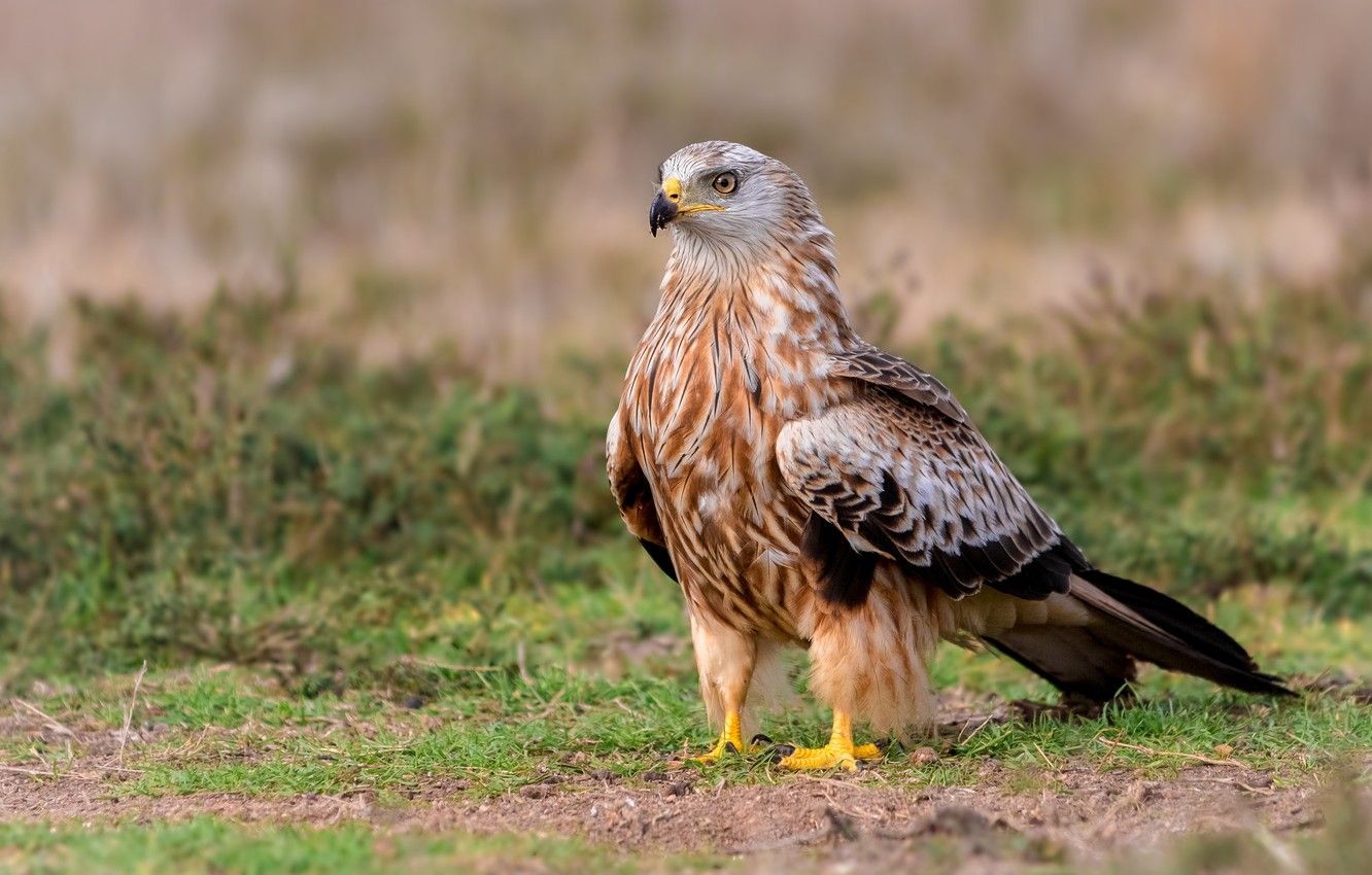 1332x850 Buzzard Wallpaper
