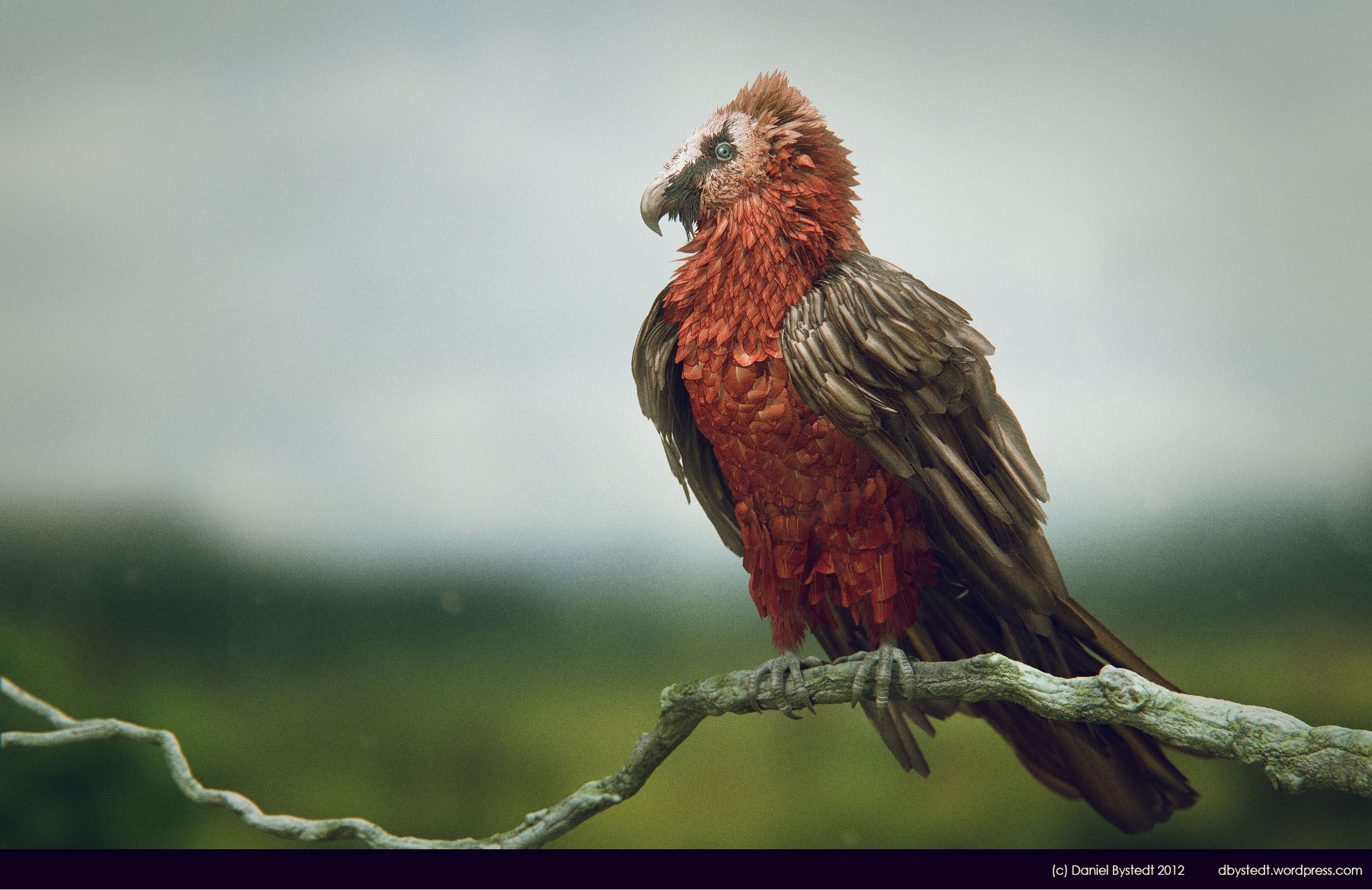 2324x1508 bearded vulture side high res