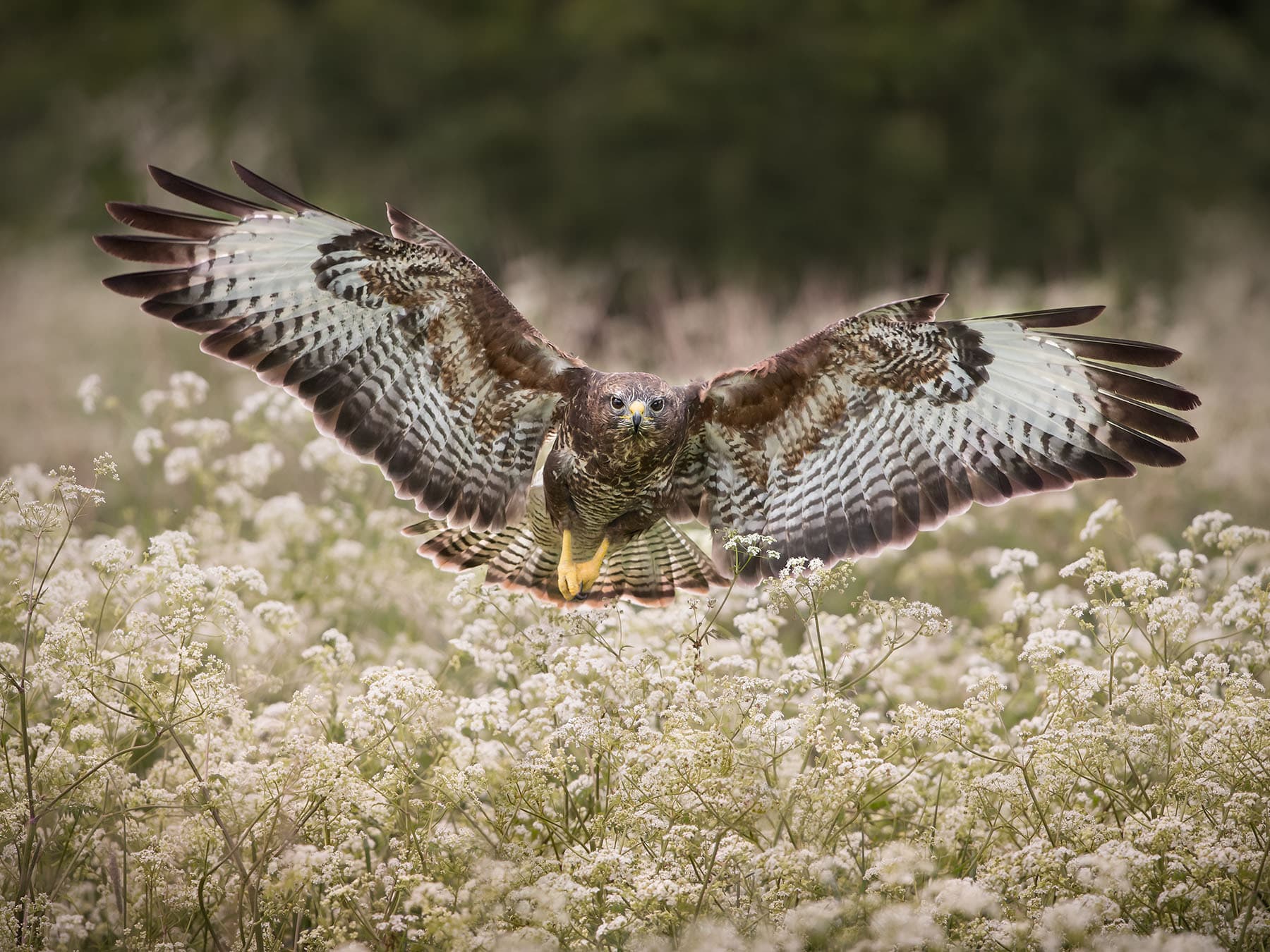 1800x1350 Buzzard