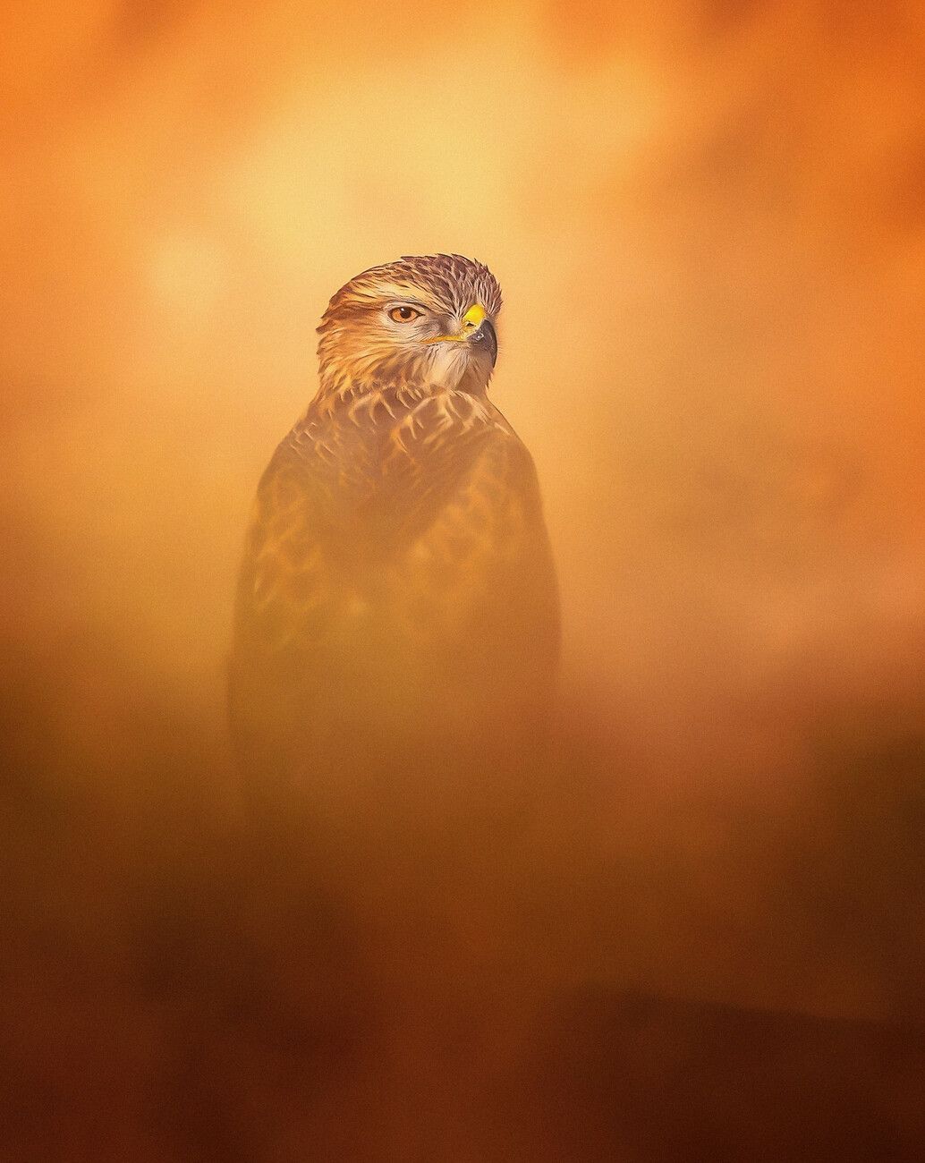1034x1300 Poster Long Legged Buzzard