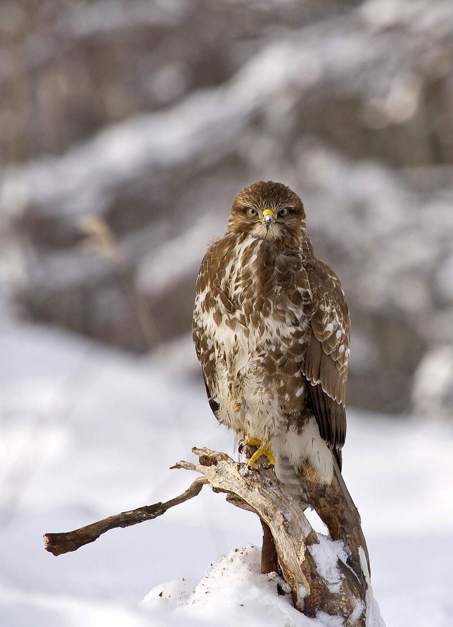 924x1280 Buzzard Bird Buteo