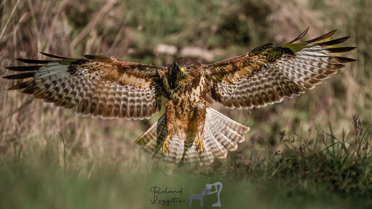 1200x675 Common Buzzard landing. Backcountry Gallery Photography Forums