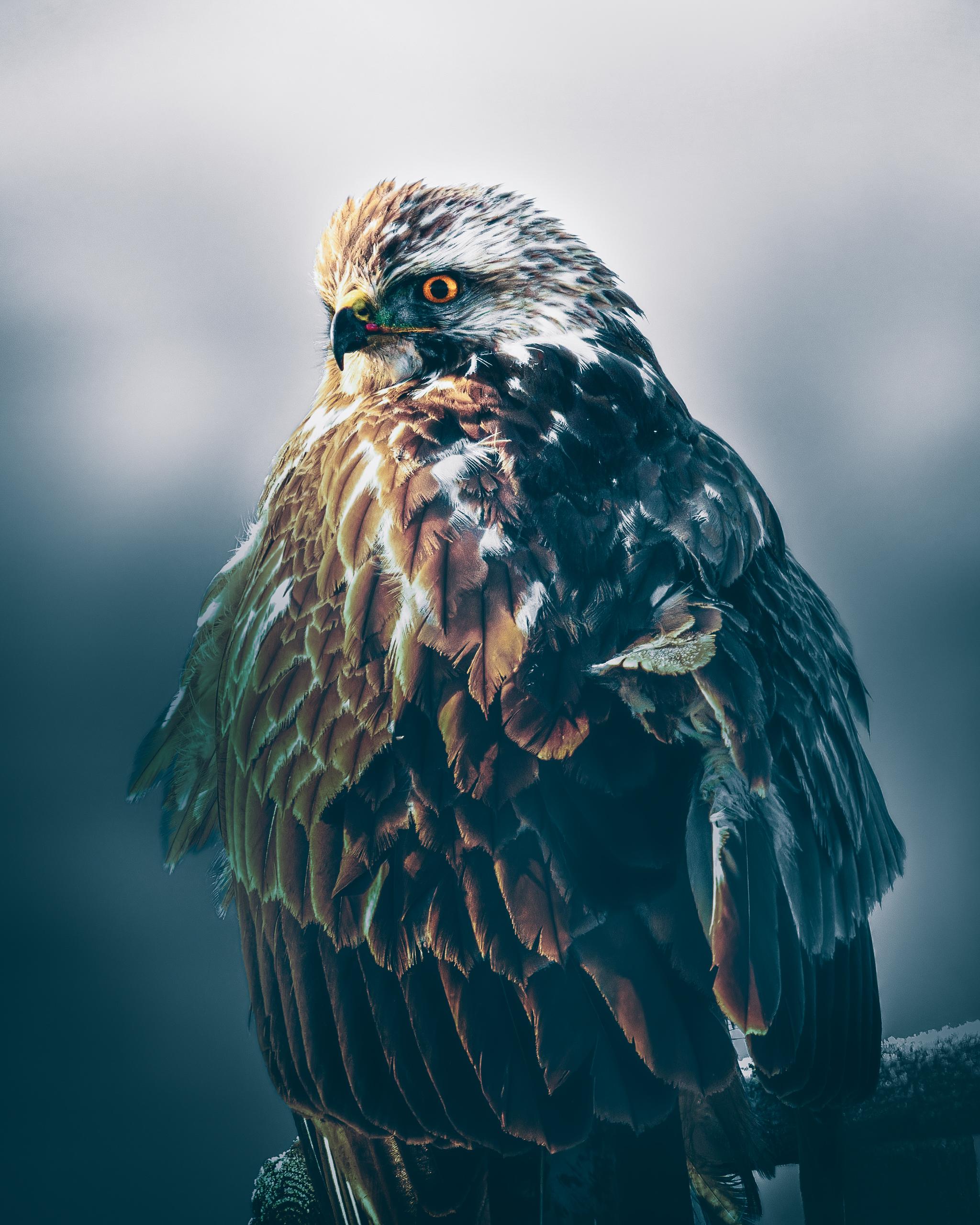 2048x2560 common buzzard and kestrel