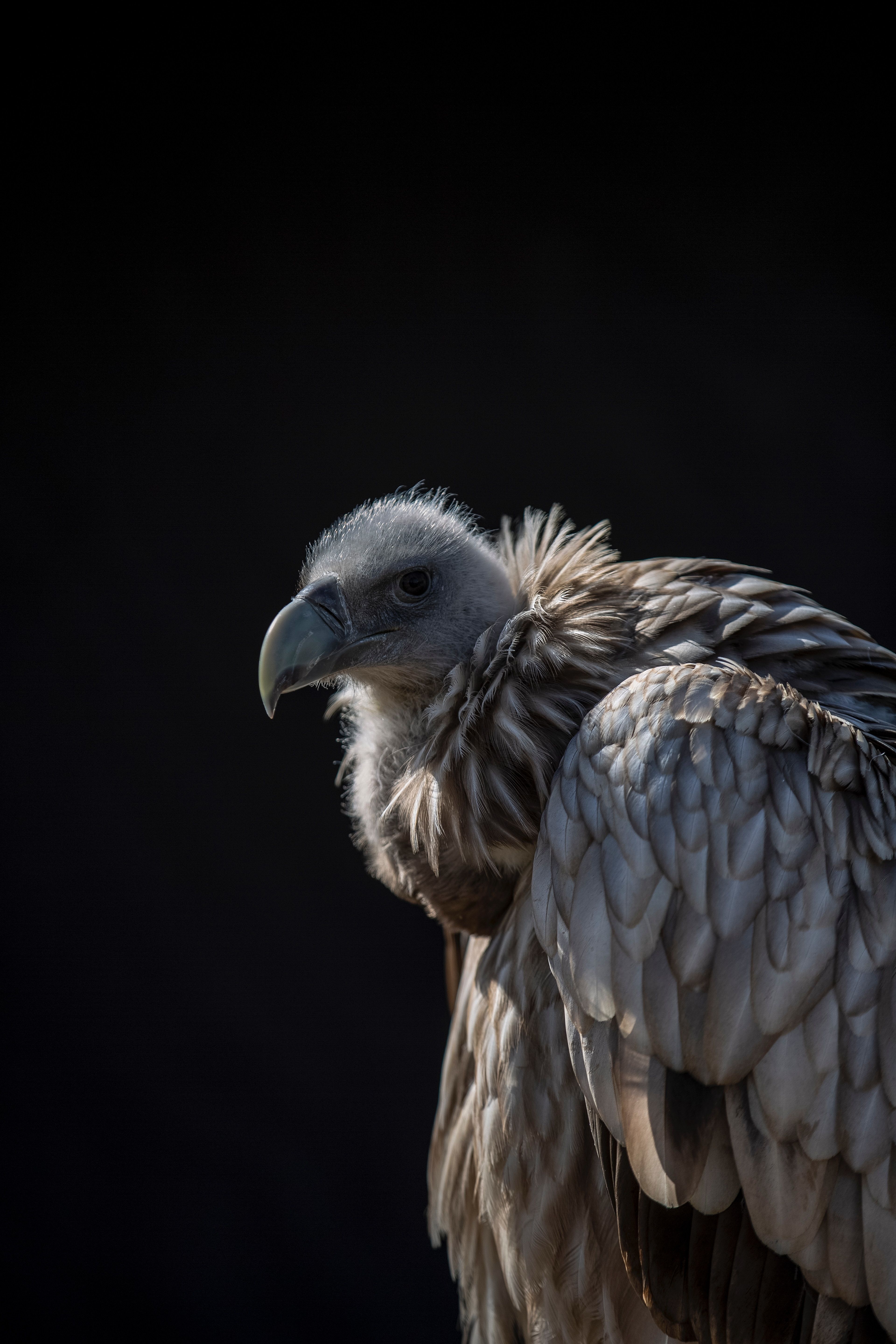 3840x5760 Vulture Phone Wallpaper: Free 4K & HD Downloads