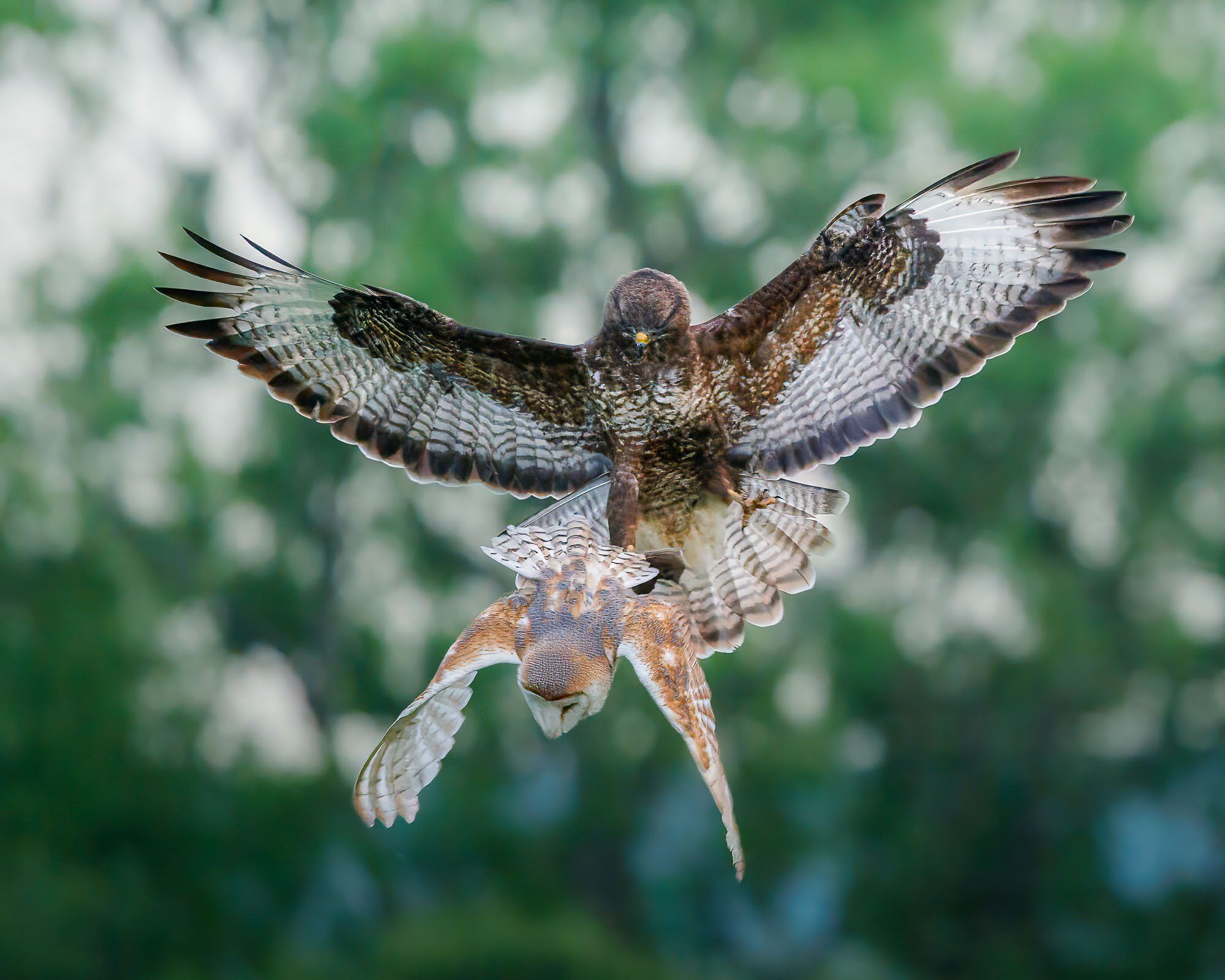 2000x1600 Predator vs Predator: How I Photographed a Battle Between a Barn Owl and Common Buzzard. Landscape Photography by Jack Lodge. Dorset Landscape Photographer